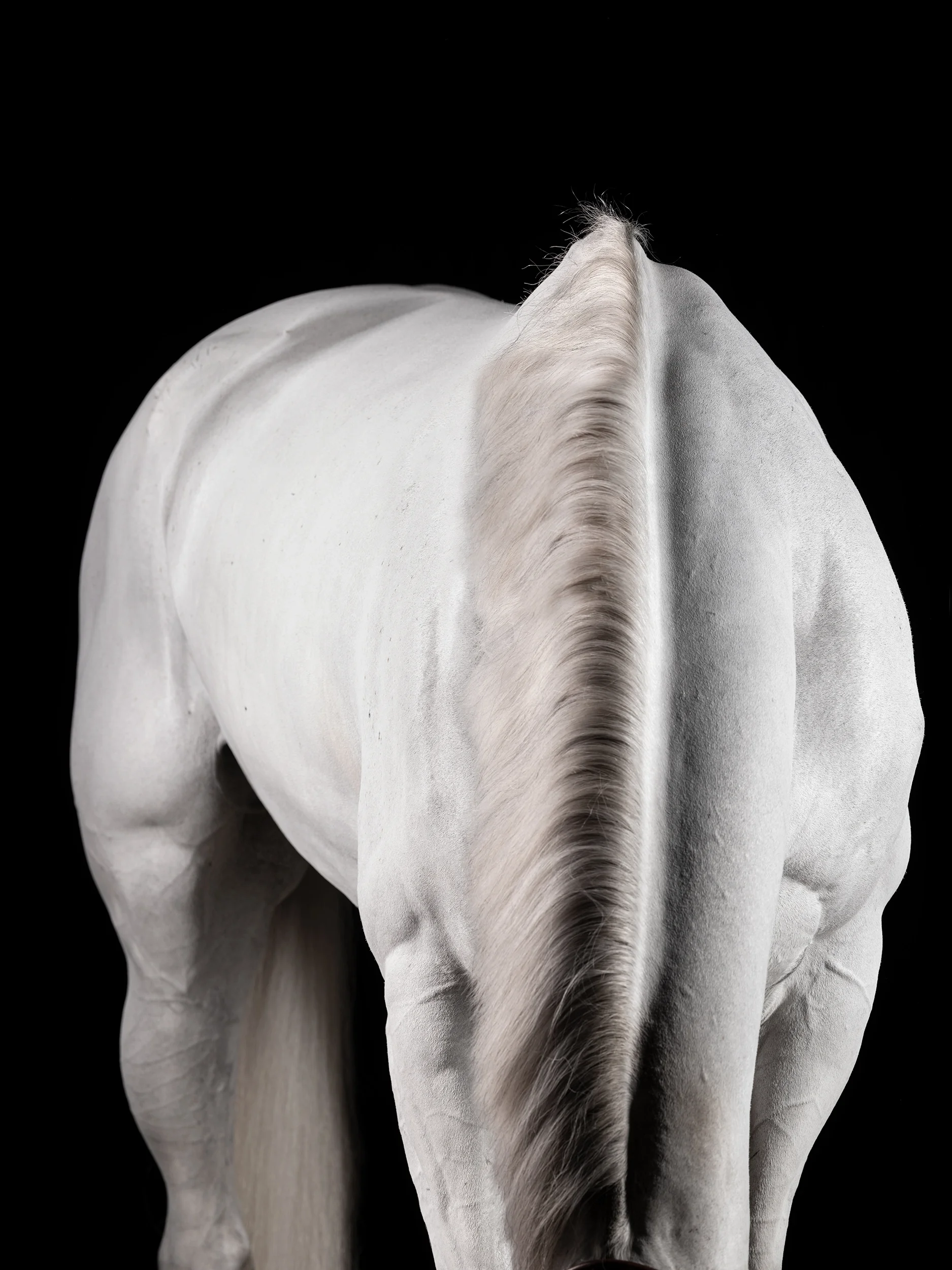 Vallis — Equine Beauty Collection by Raphael Macek