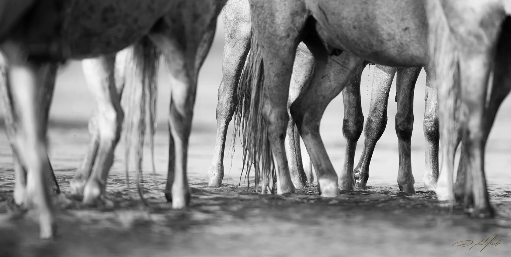 Crepitus — Tidal Fury, Oltre le Onde Collection by Raphael Macek