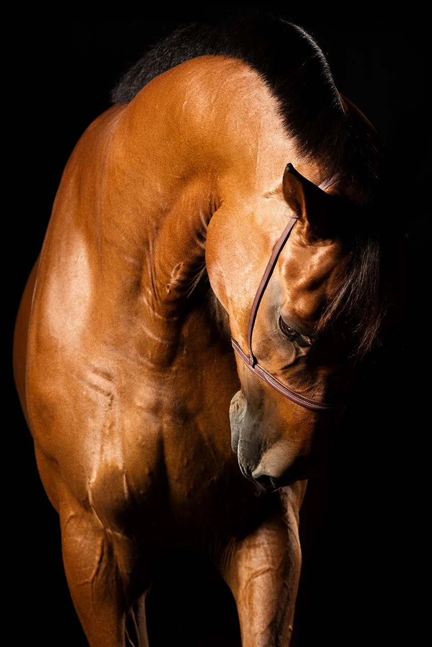 Maiesta — fine art equine photography by Raphael Macek