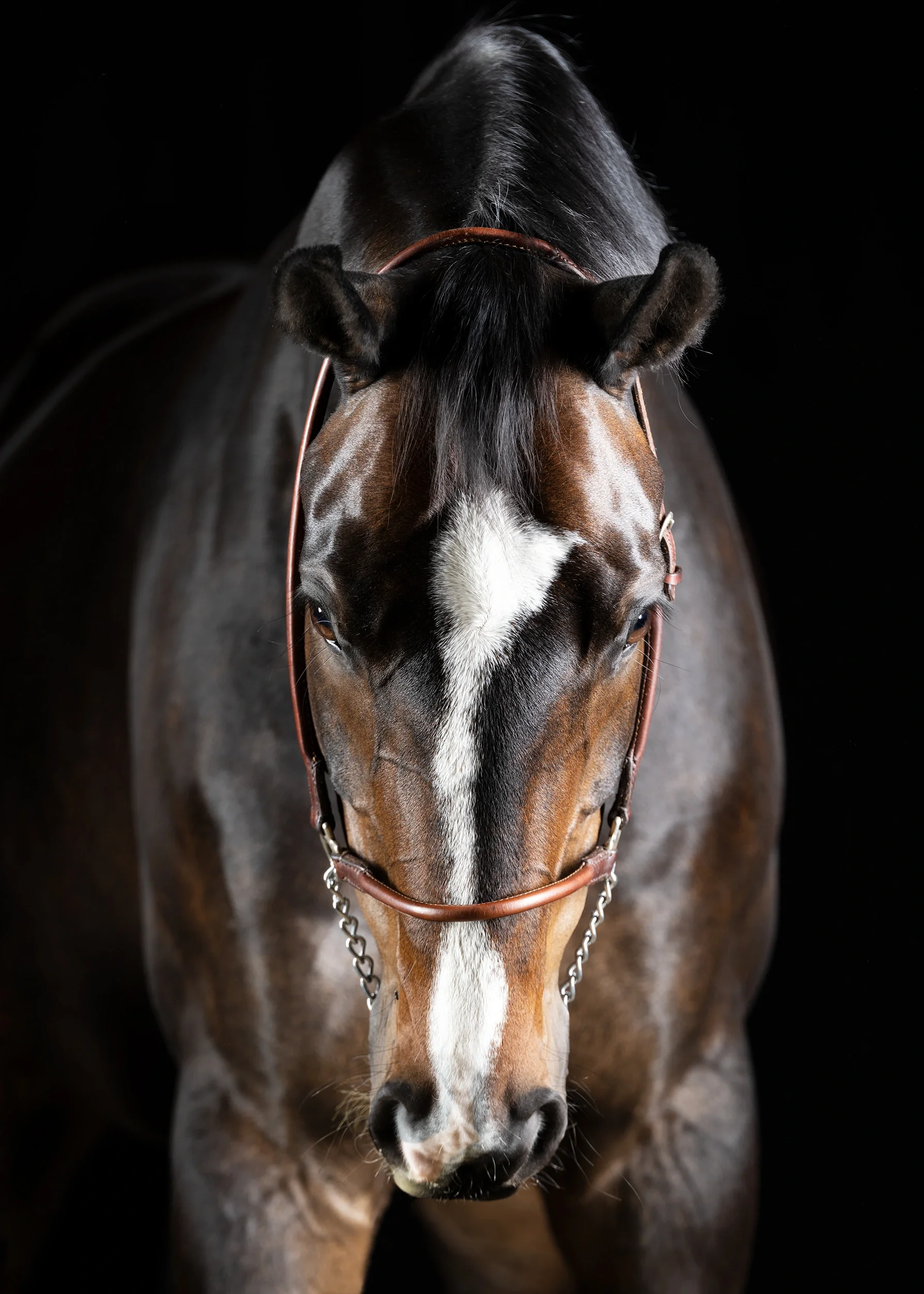 Artis — Equine Beauty Collection by Raphael Macek