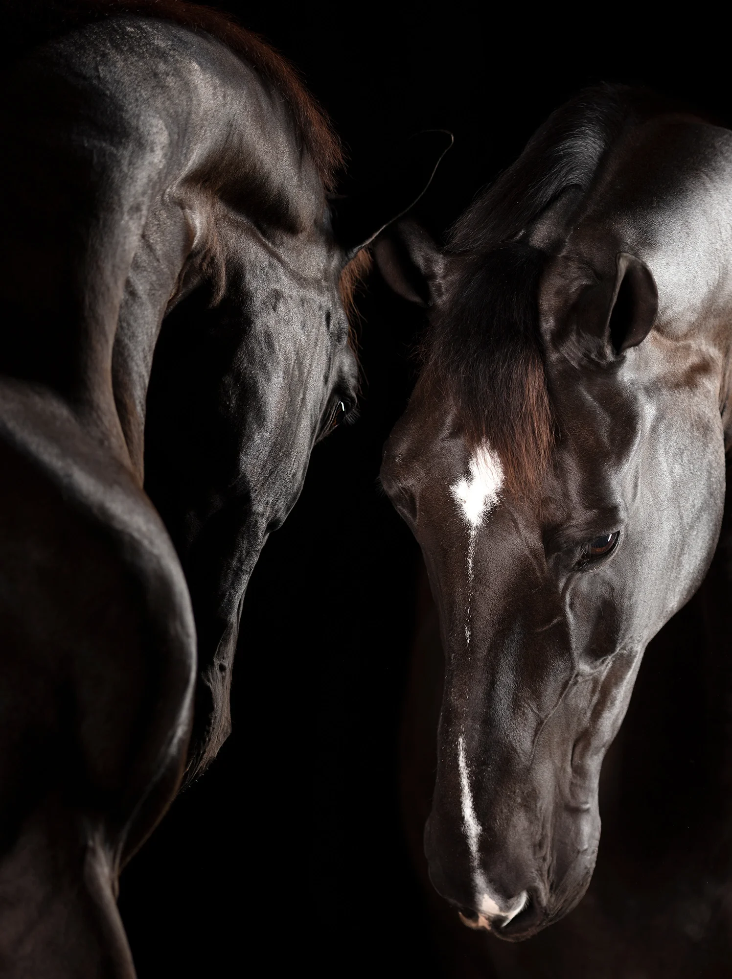 Nobis — Equine Beauty Collection by Raphael Macek