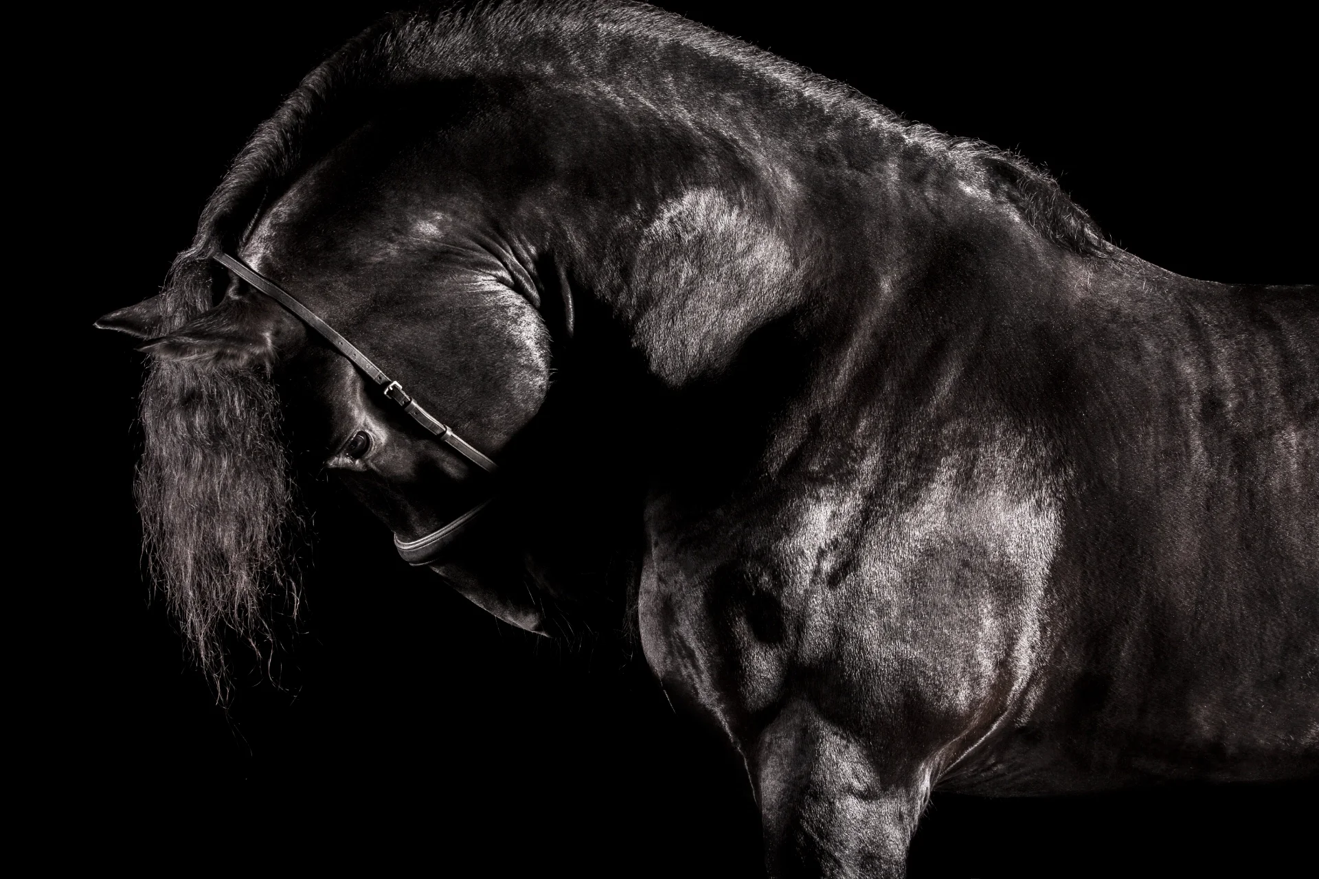 Reverentia — Detail View