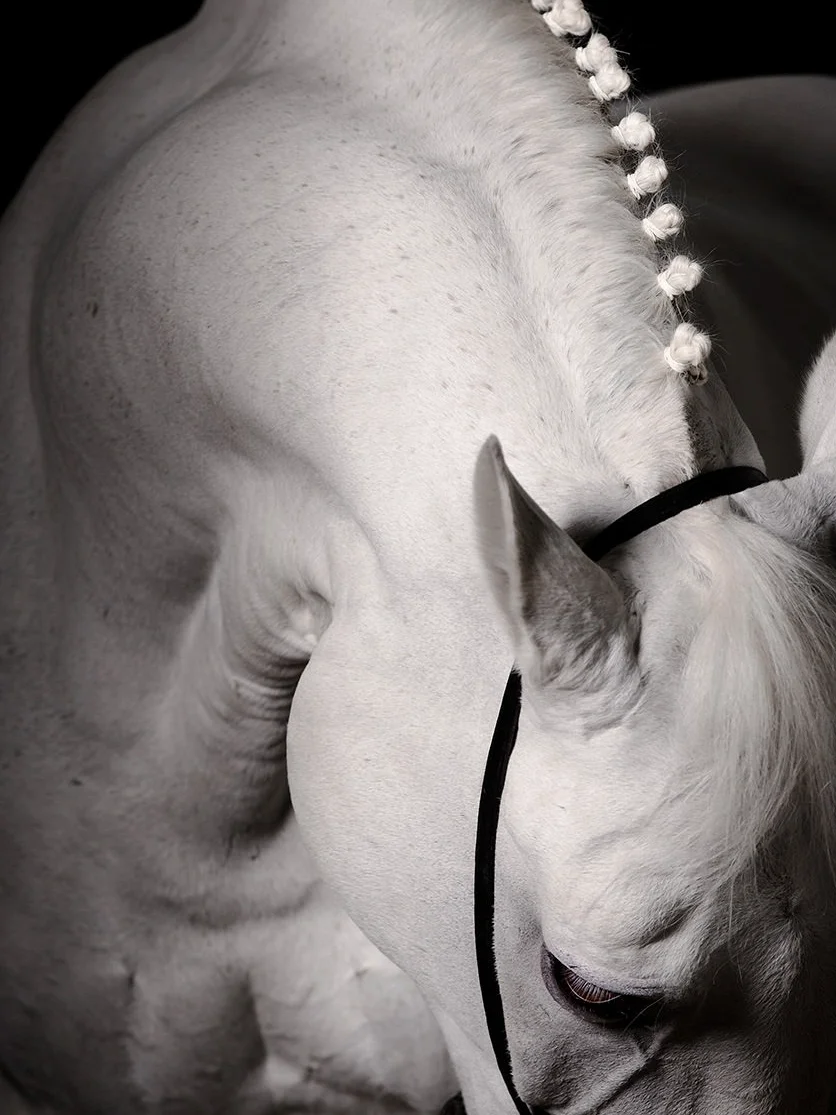 Lucernis — Equine Beauty Collection by Raphael Macek