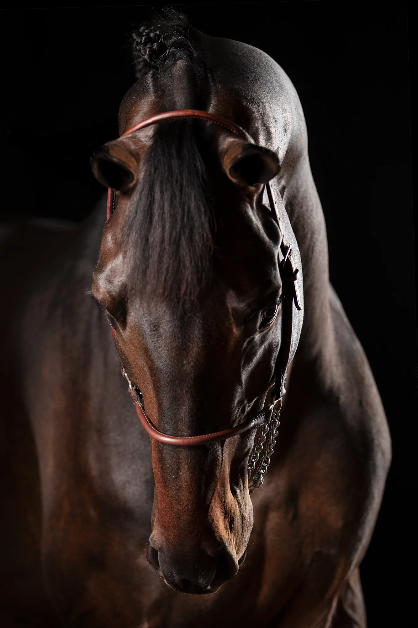 Domino — Equine Beauty Collection by Raphael Macek