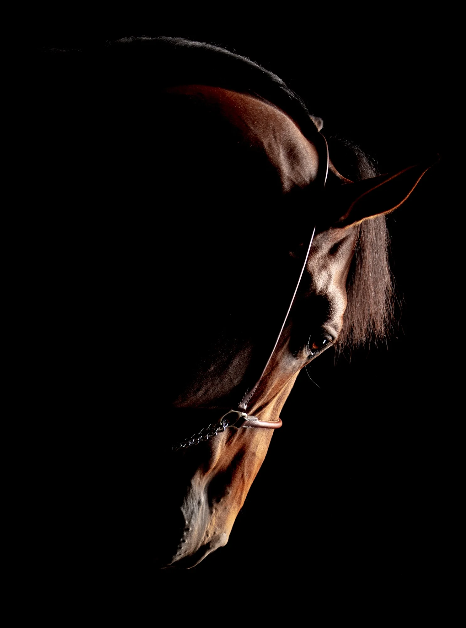 Lunar — Equine Beauty Collection by Raphael Macek