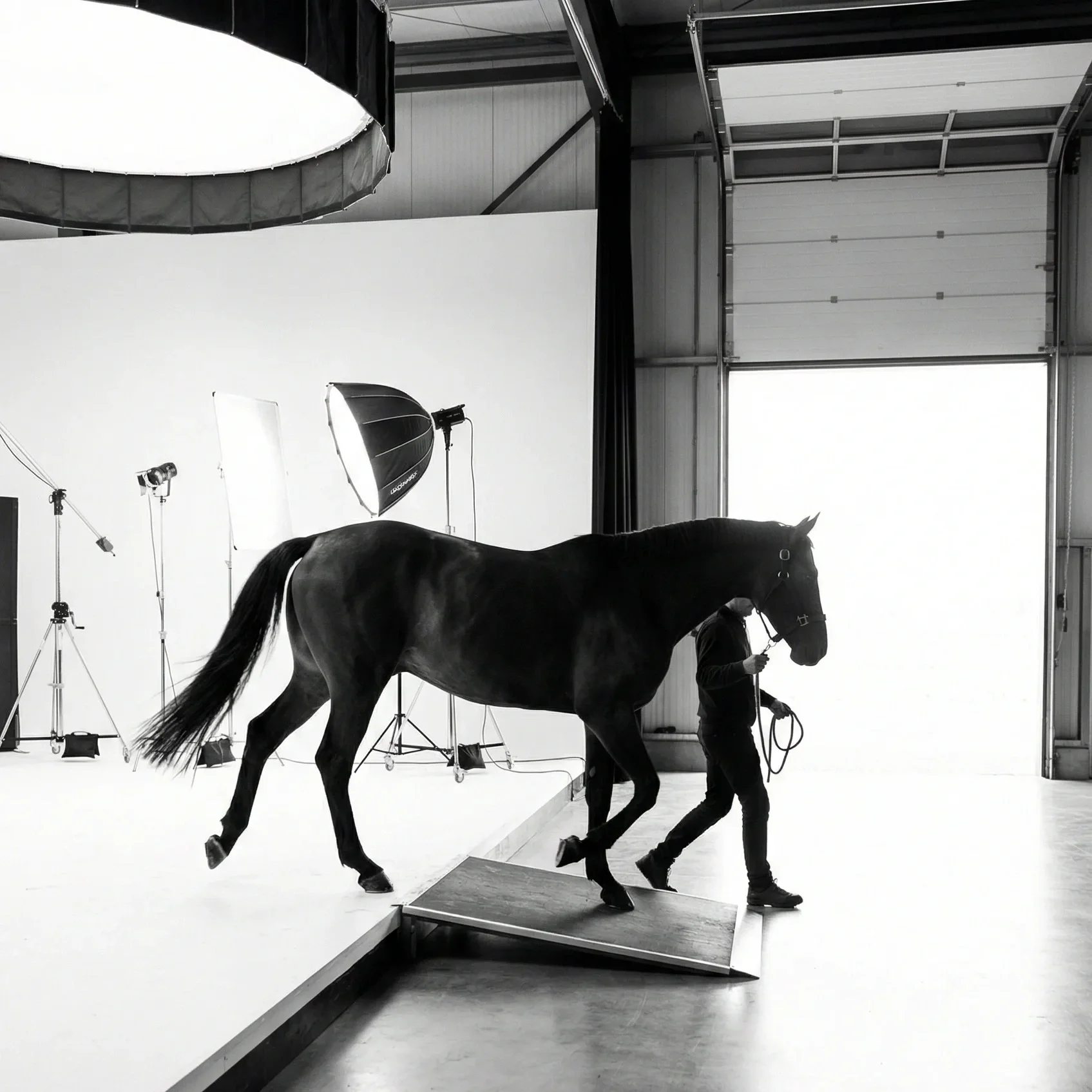 Equine Beauty studio portrait — fine art photography by Raphael Macek