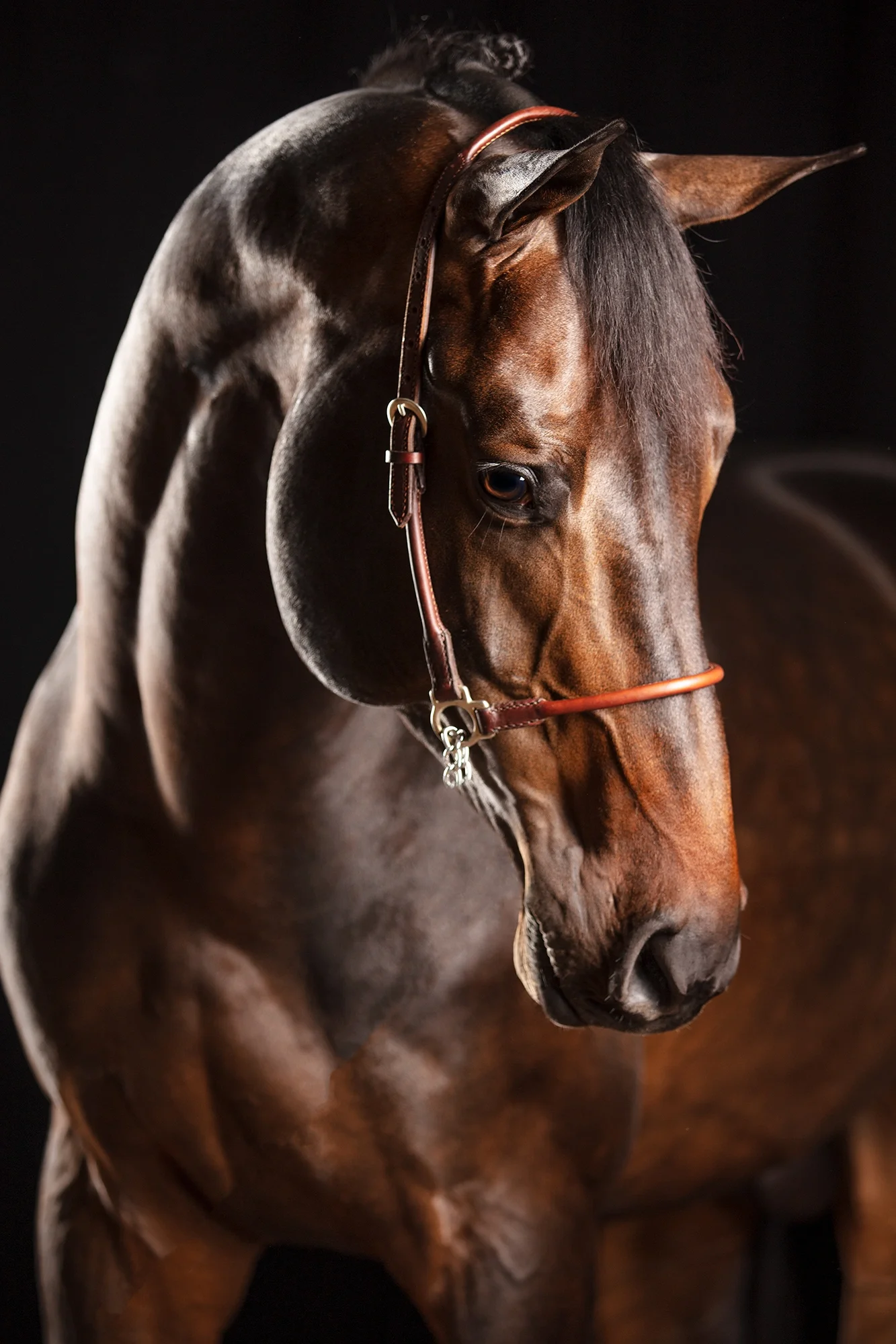 Preavalens — Equine Beauty Collection by Raphael Macek