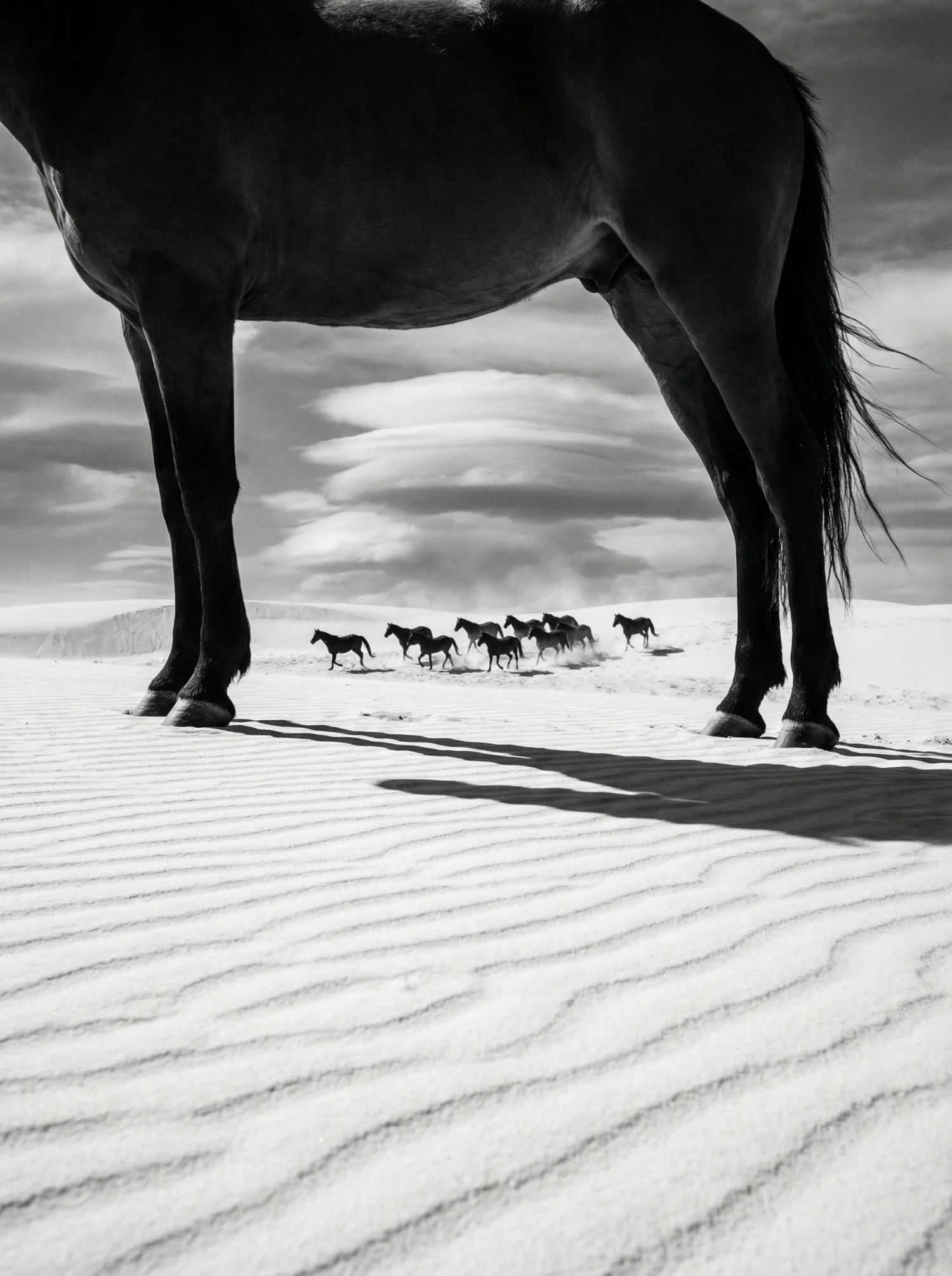 Arcus II — fine art equine photography by Raphael Macek