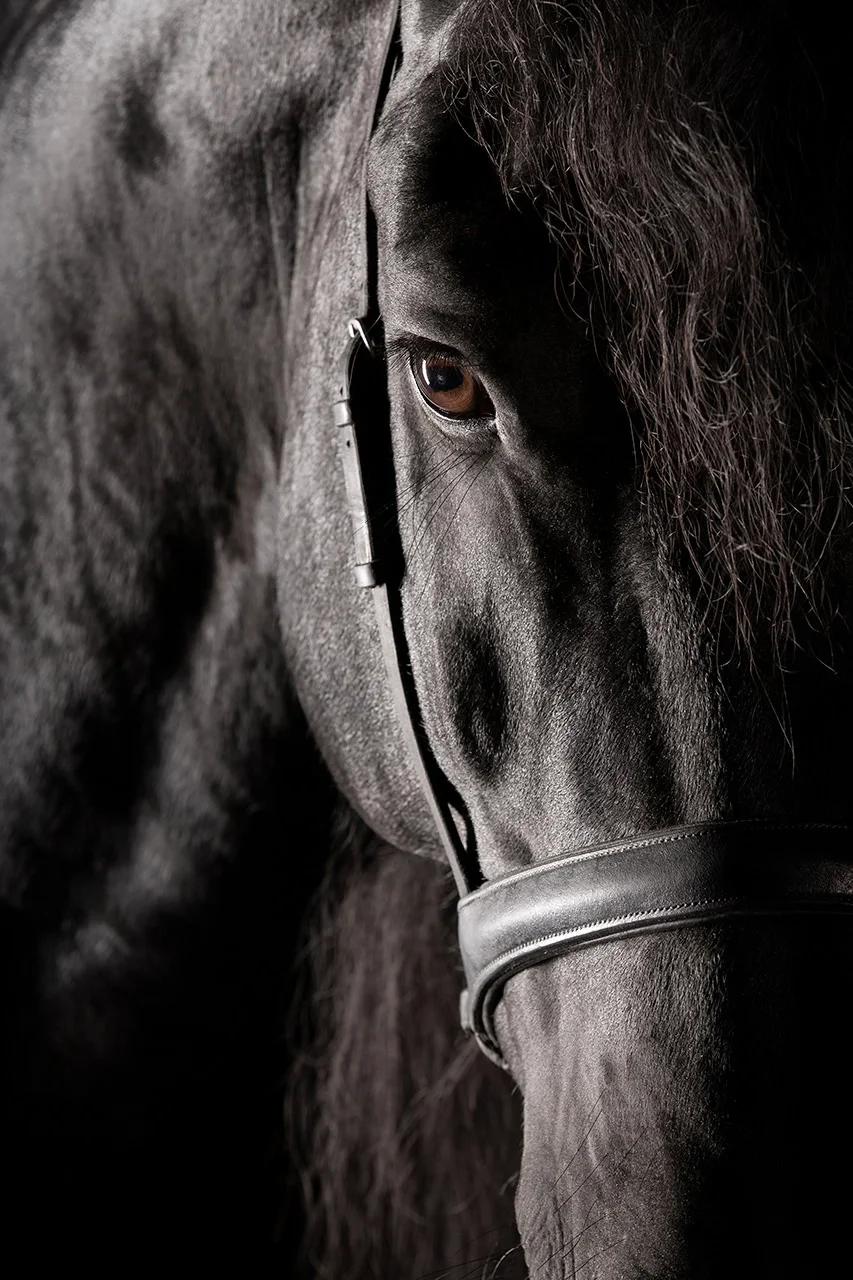 Tutor — fine art equine photography by Raphael Macek
