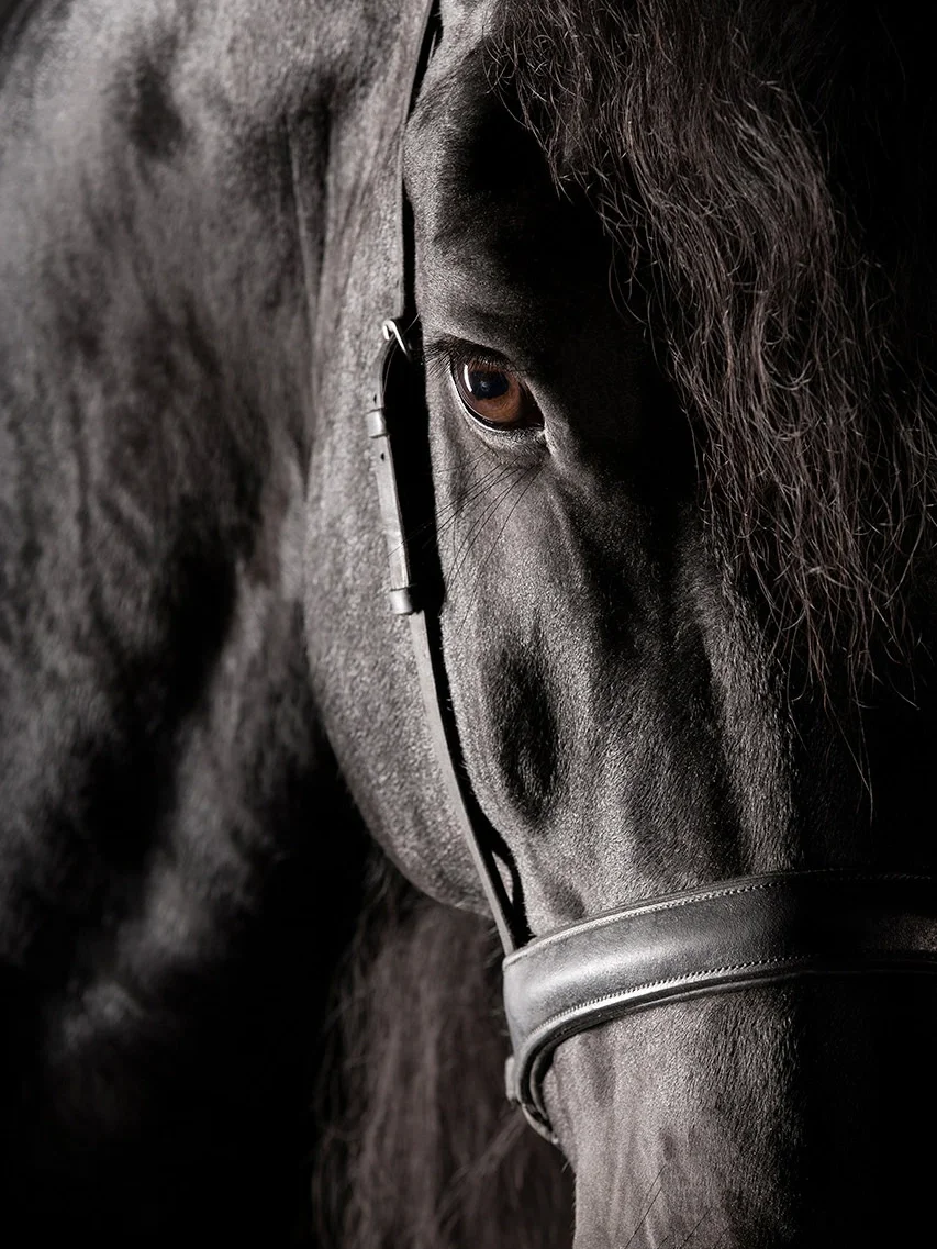 Tutor — Equine Beauty Collection by Raphael Macek