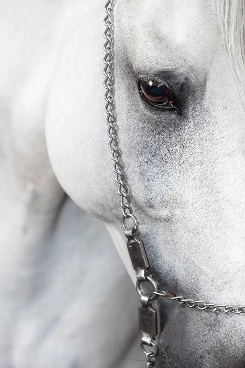 Docilita — Equine Beauty Collection by Raphael Macek
