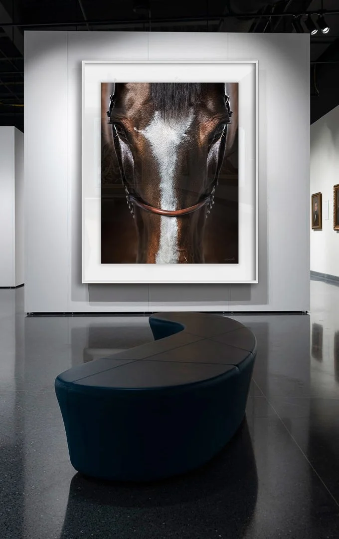 Immersion — fine art equine photography by Raphael Macek