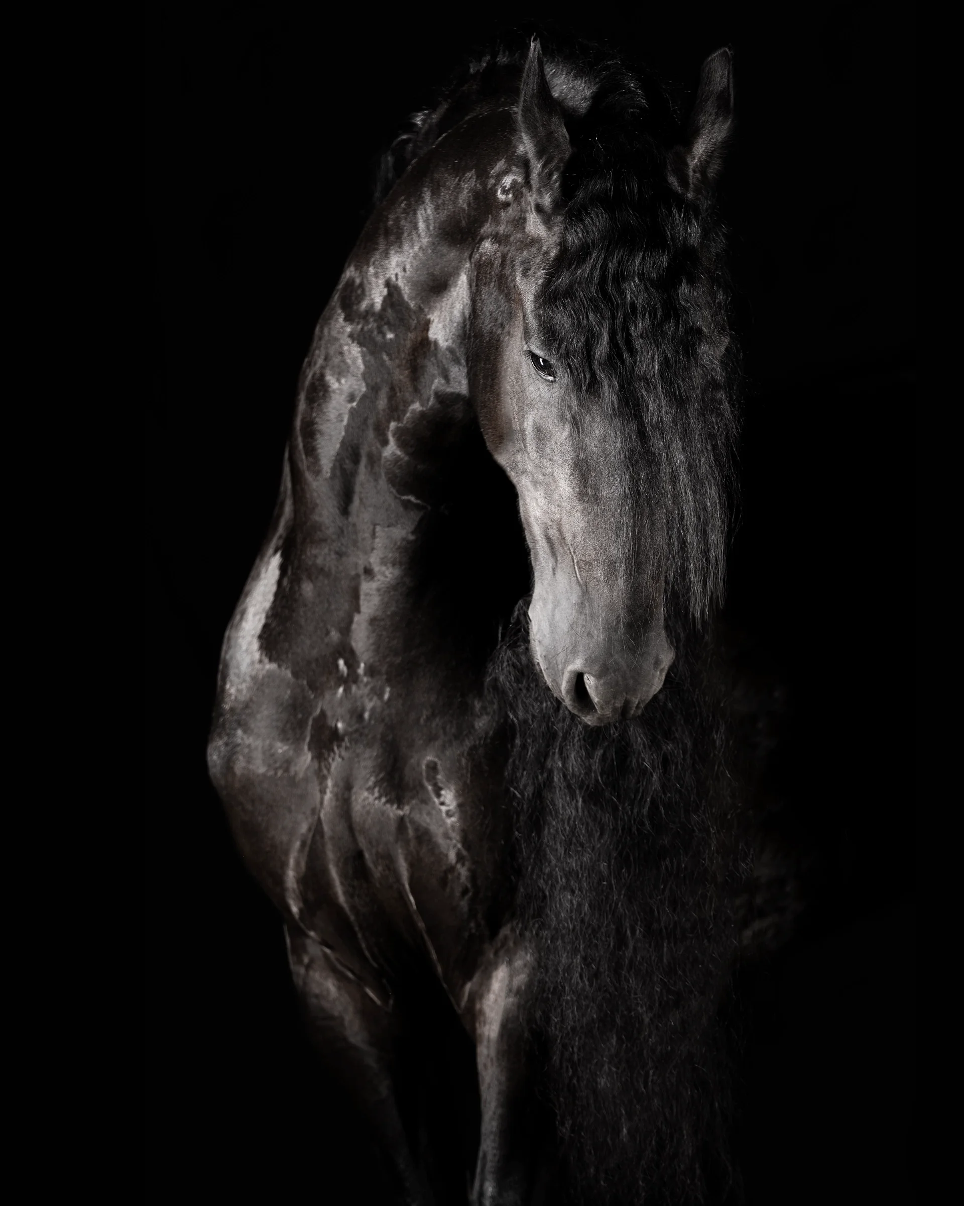 Principatus — Equine Beauty Collection by Raphael Macek