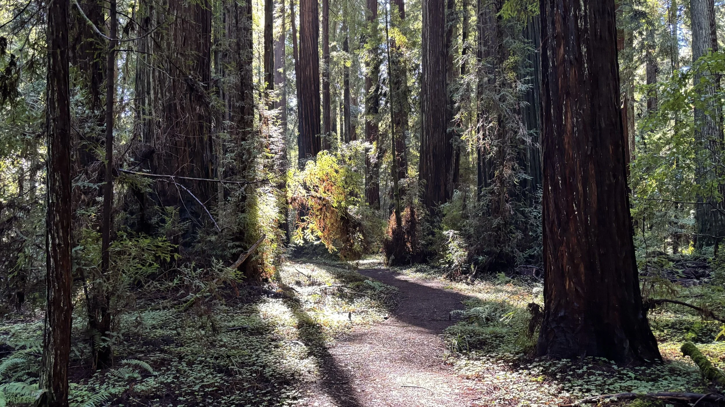Redwood path through ferns and trees