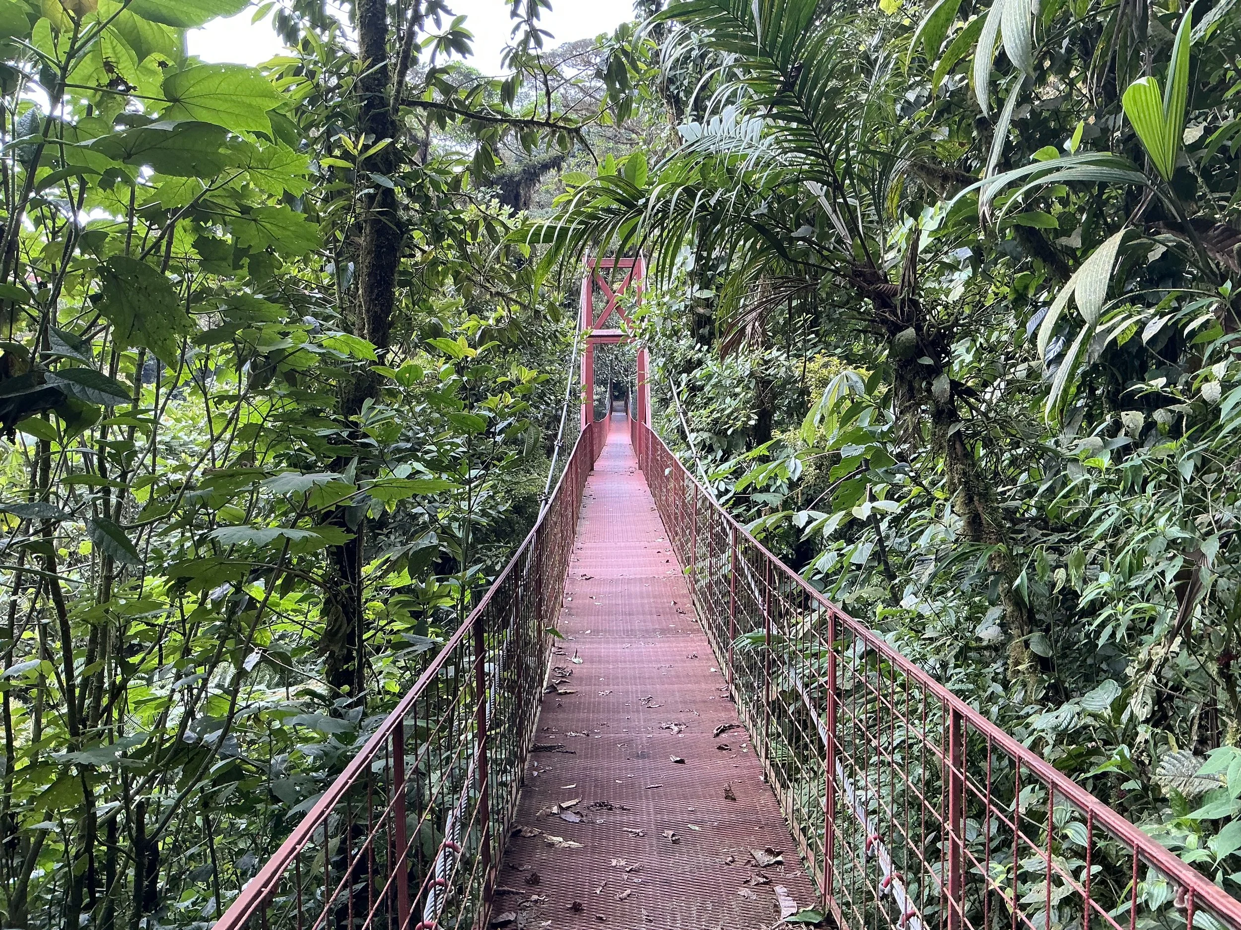 Bridge in Monte Verde cloud forest