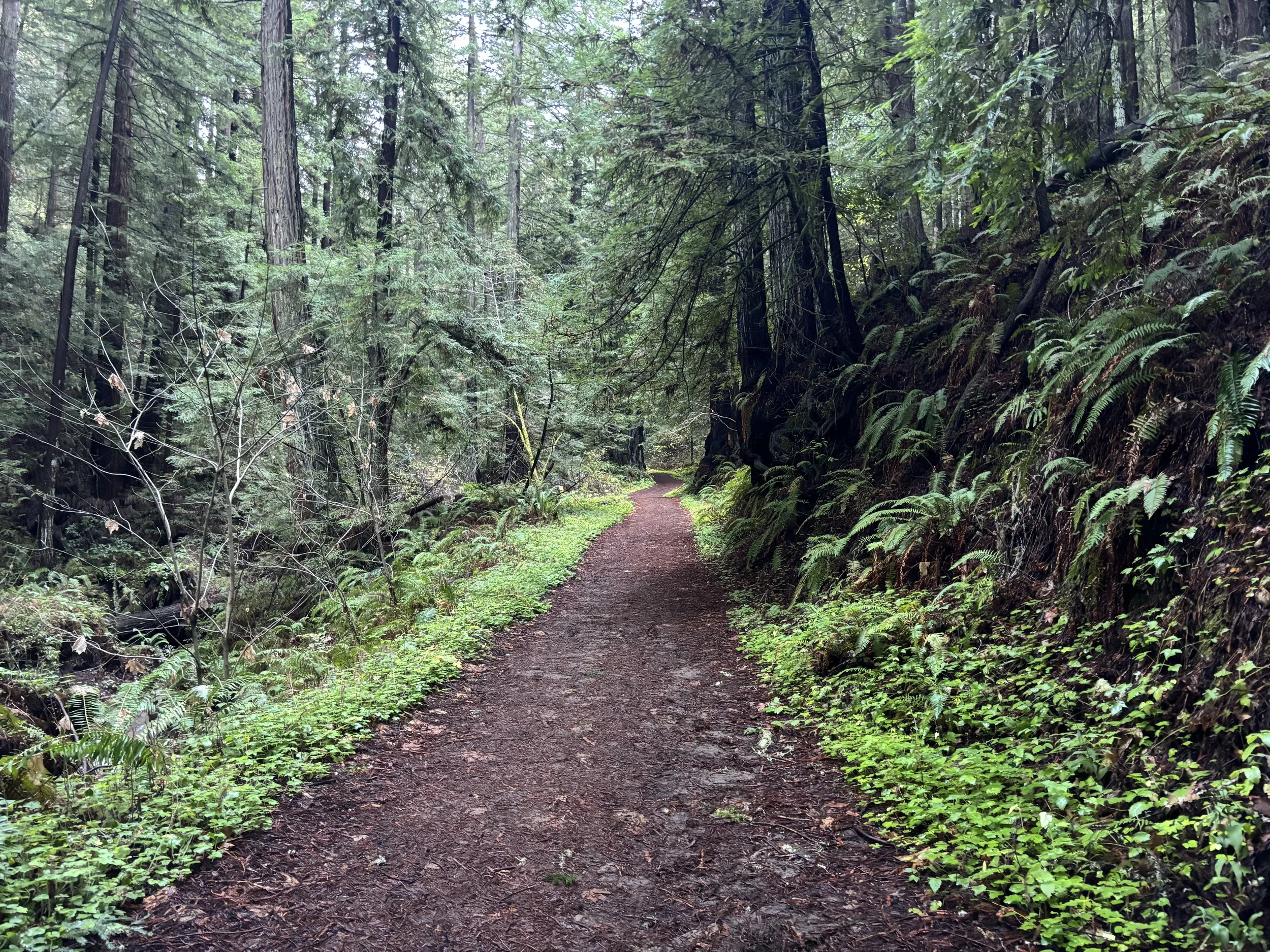 Path through Santa Cruz redwood forest