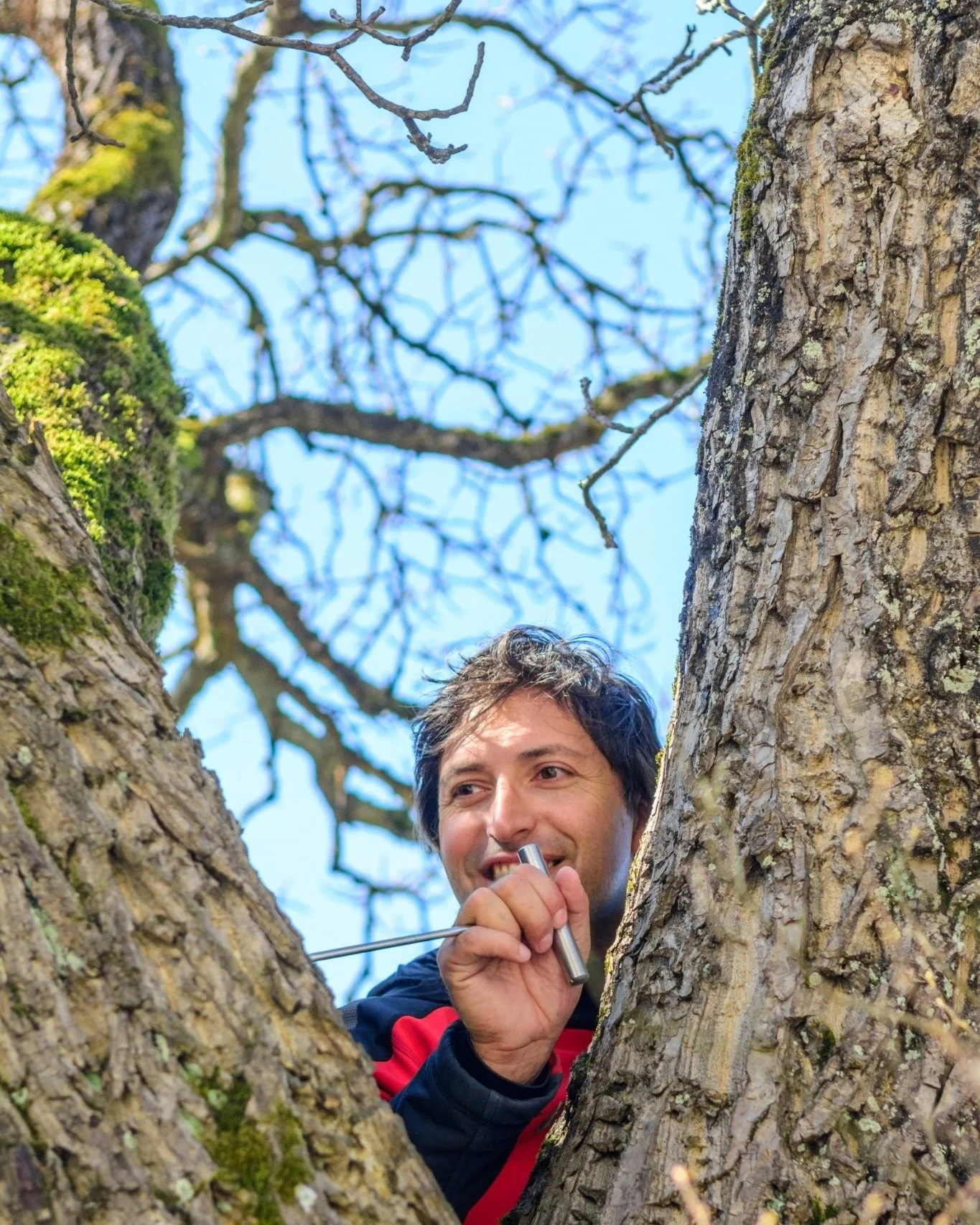 Illustrative stock photograph of a person in a red jacket examining a tree between two trunks.