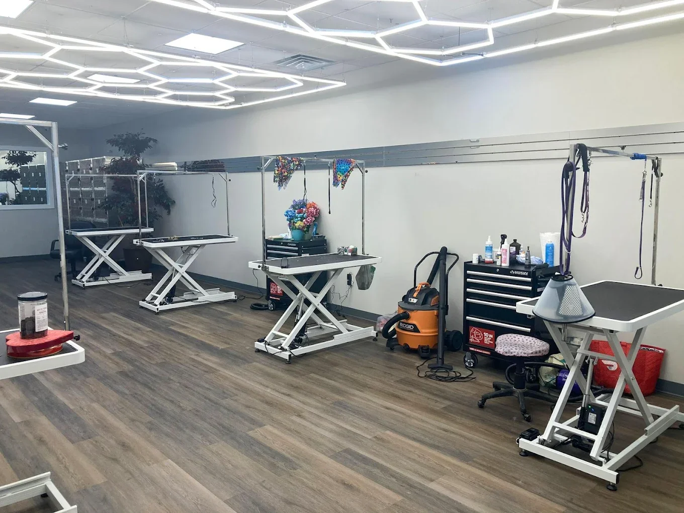 Jurassic Bark interior workspace