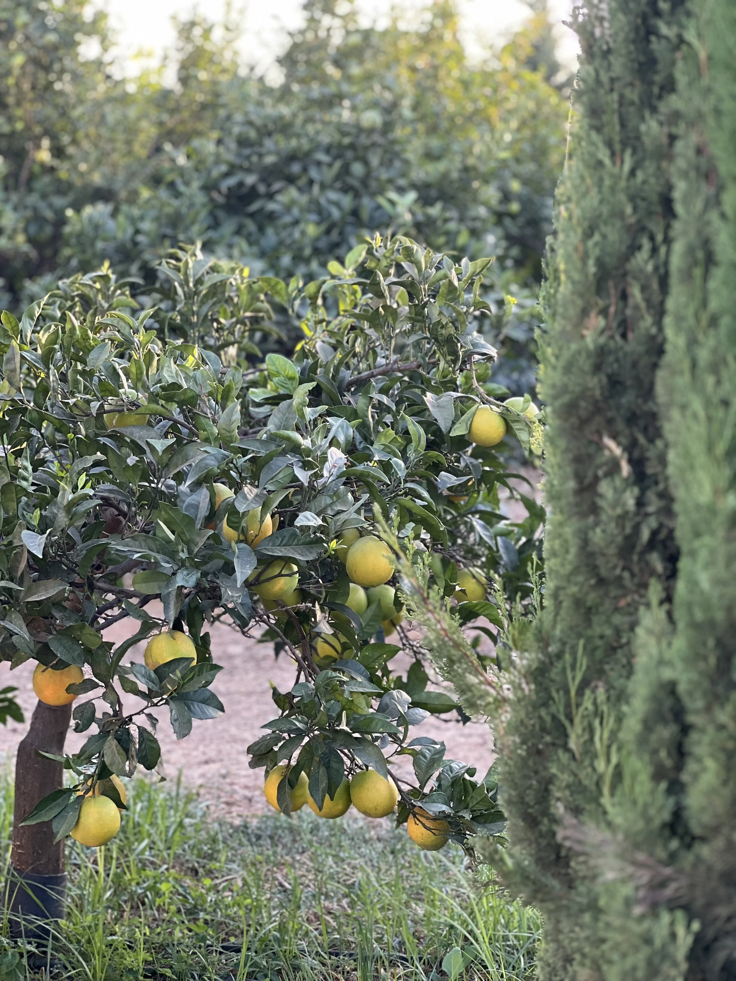 Ingredientes frescos em Mercedes Country House