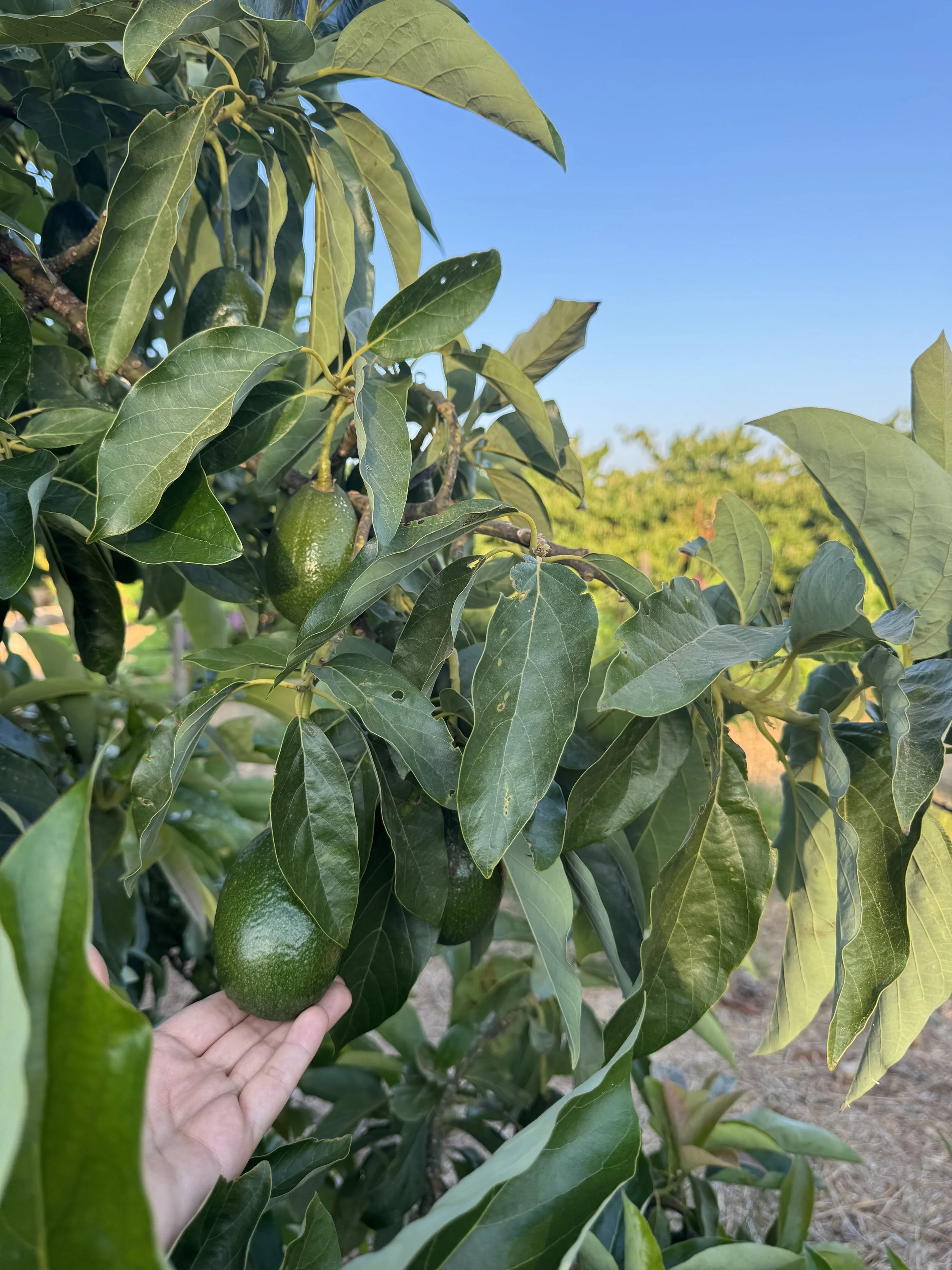 Ingredientes do jardim em Mercedes Country House