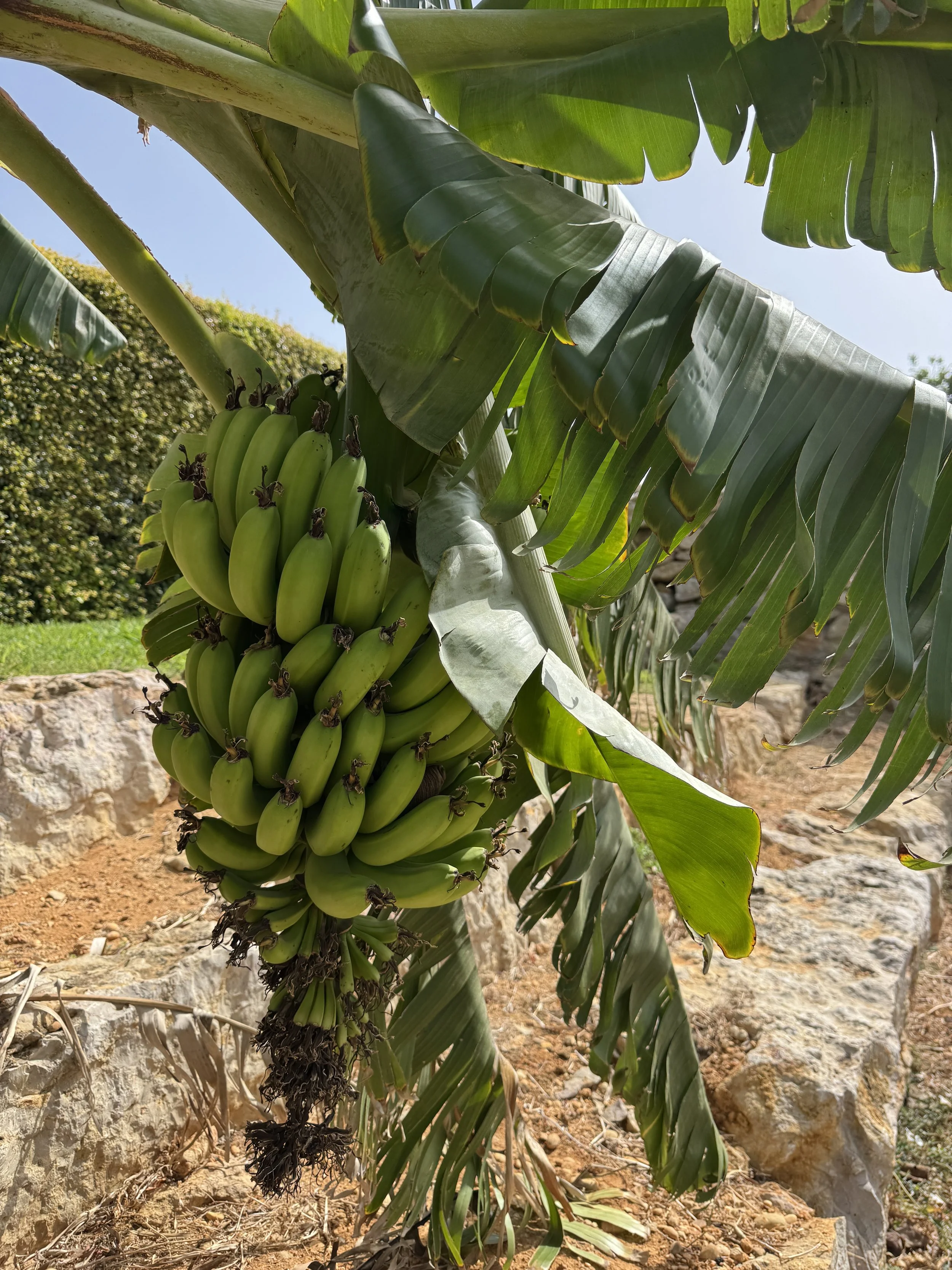 Produtos do jardim no Siam Thai