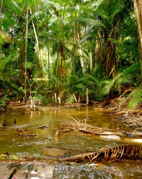 Amazon jungle scenery along the route of the Endurance Limits Brazil Jungle Ultra Marathon adventure.