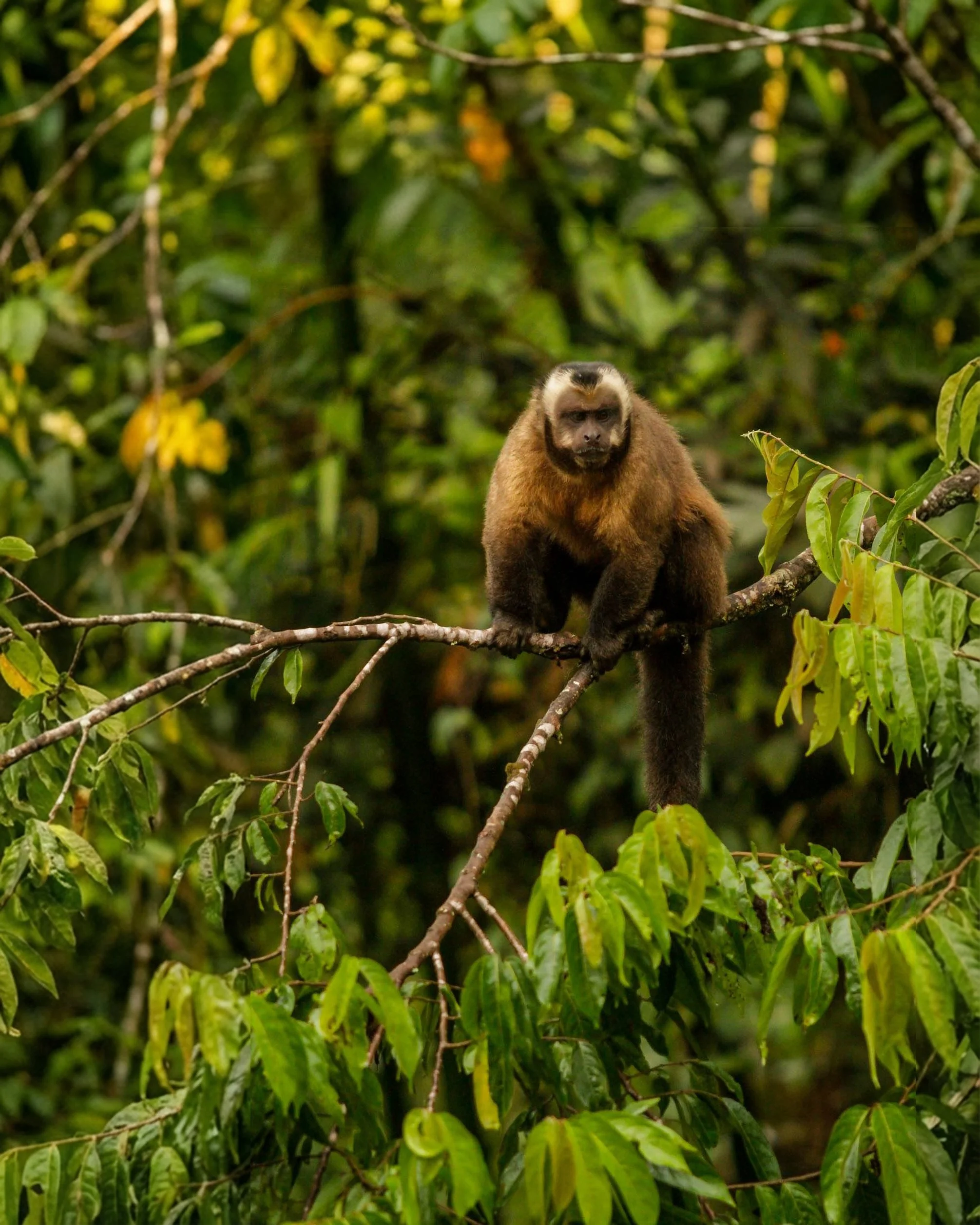 Jungle wildlife seen during the Endurance Limits Brazil Ultra Marathon adventure.