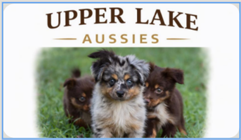 Triple Lake Dachshunds