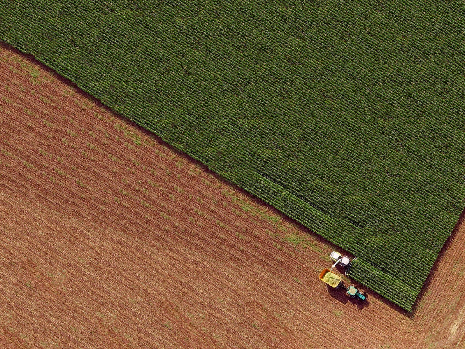 Aerial harvest field