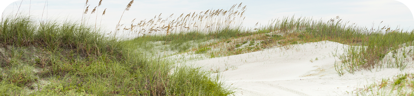 beach grass