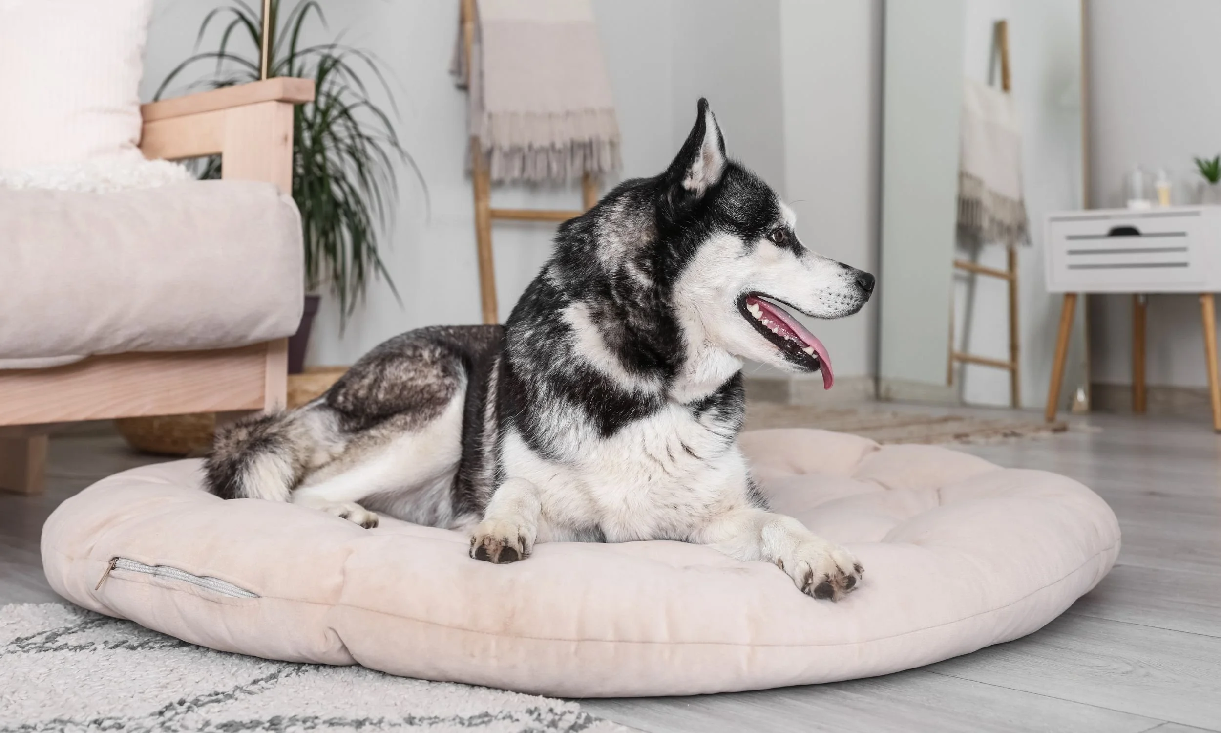 Lula Vet at Home service image