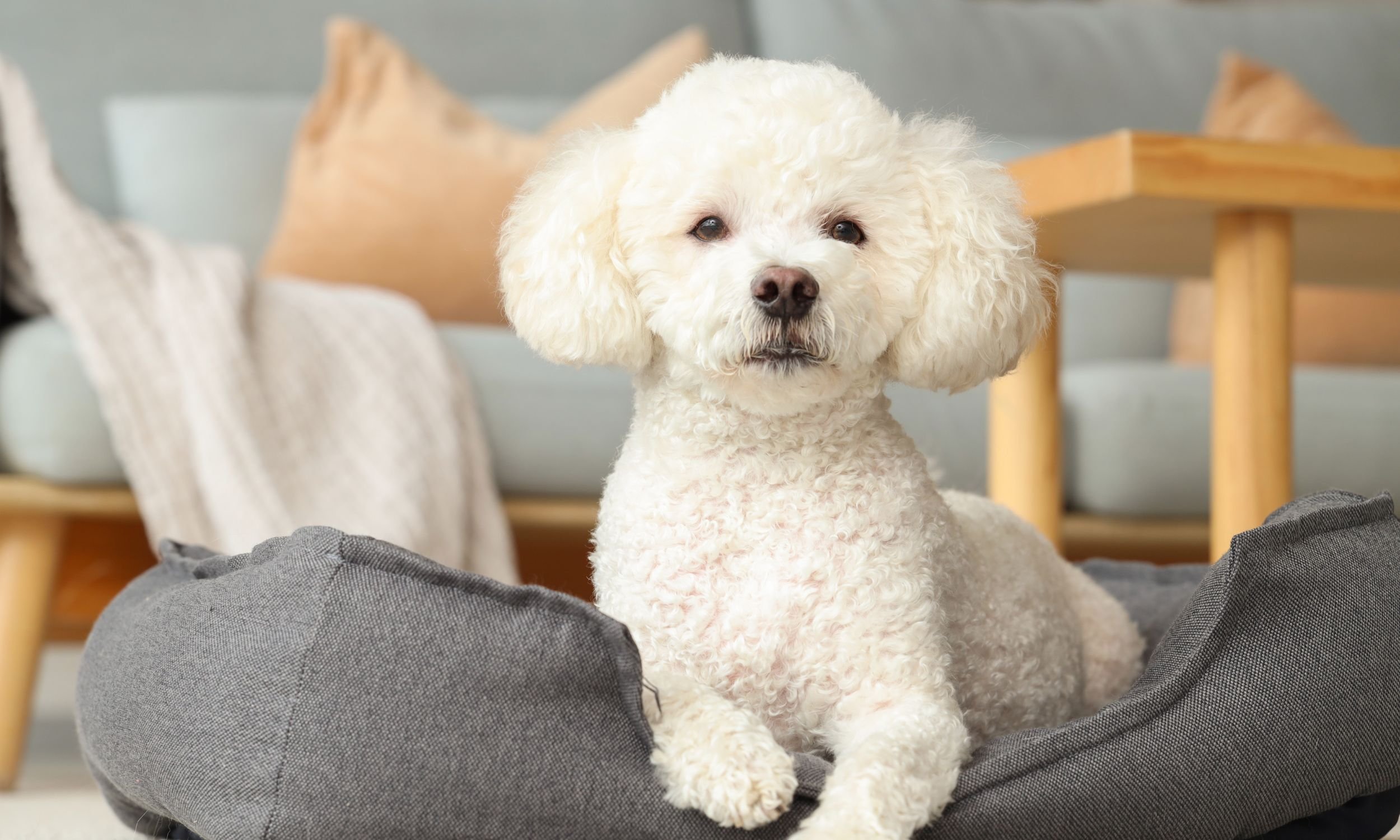 Lula Vet at Home — home veterinary consultation