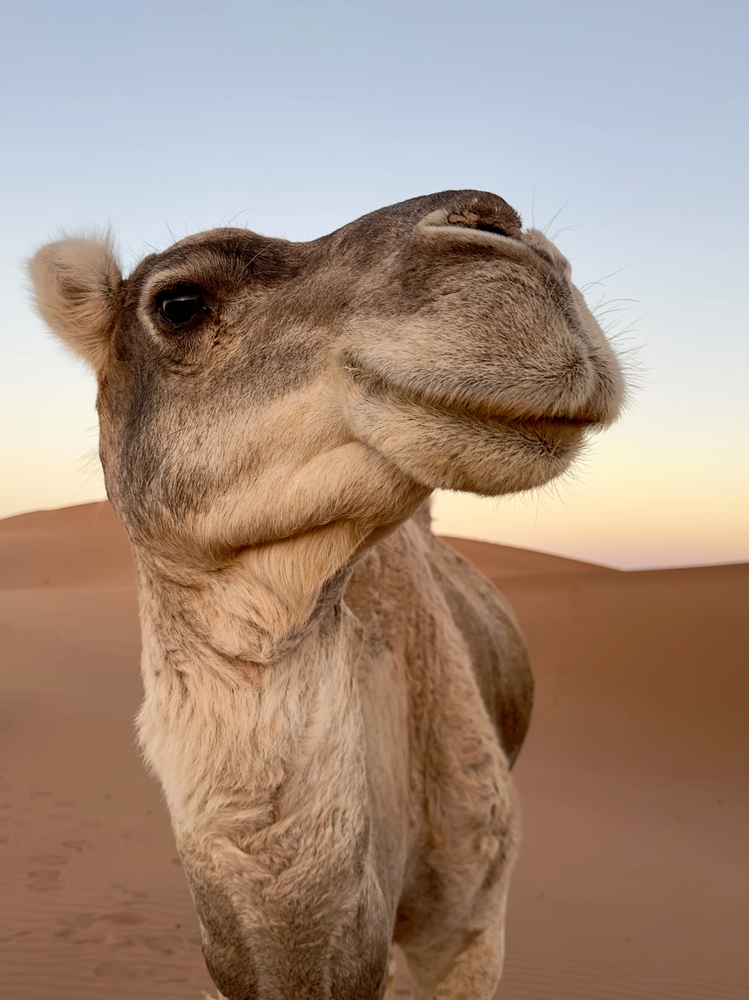 Camel trekking in the Sahara desert