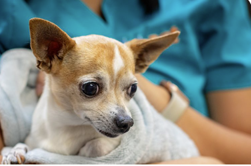 Small dog receiving care