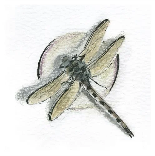 Miss Dragonfly - a fine-art print of Neha Tandon's pastel colour pencils and pen on paper, 16 × 16 in · 41 × 41 cm