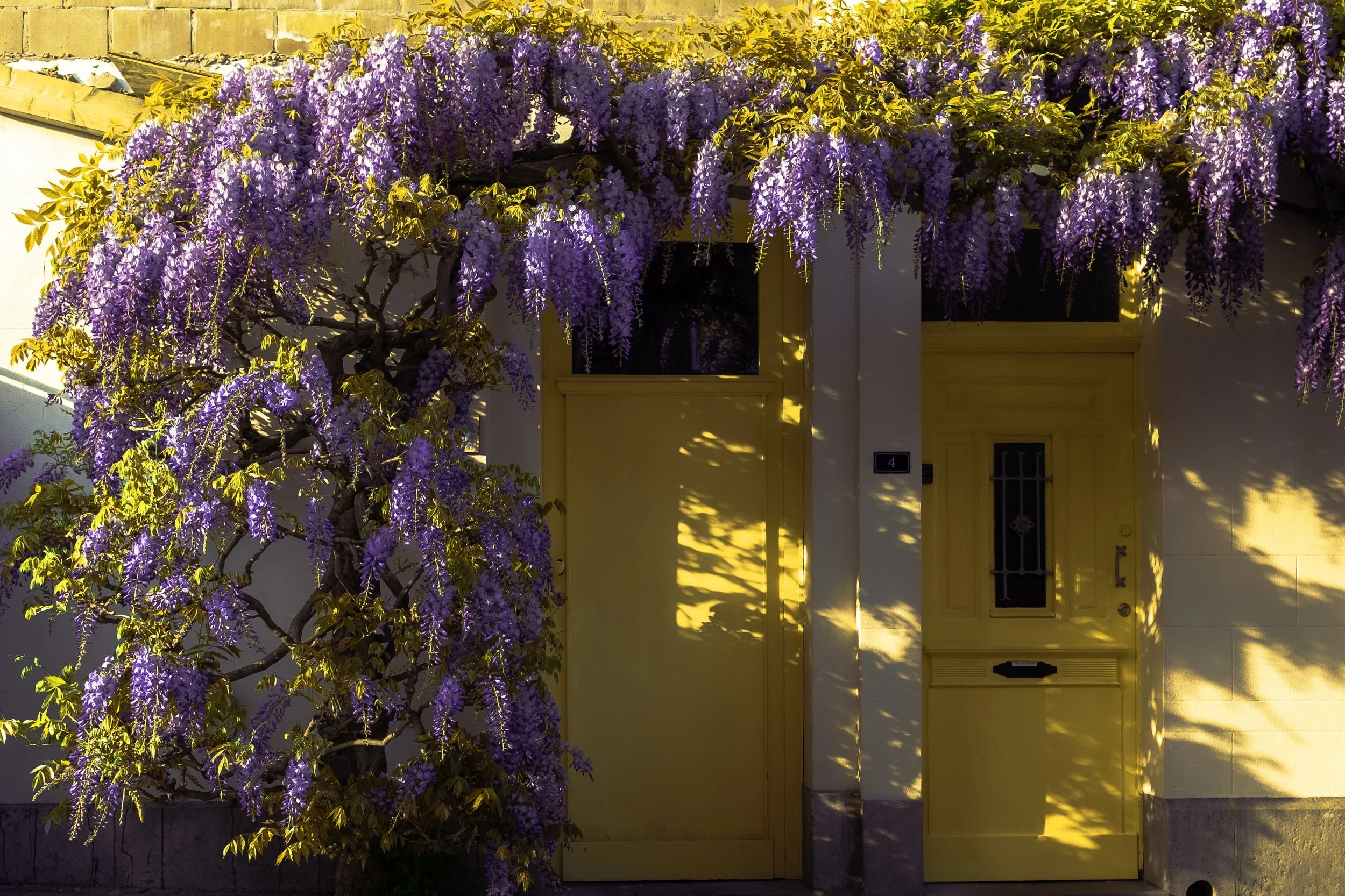 Glycine en avril en Belgique