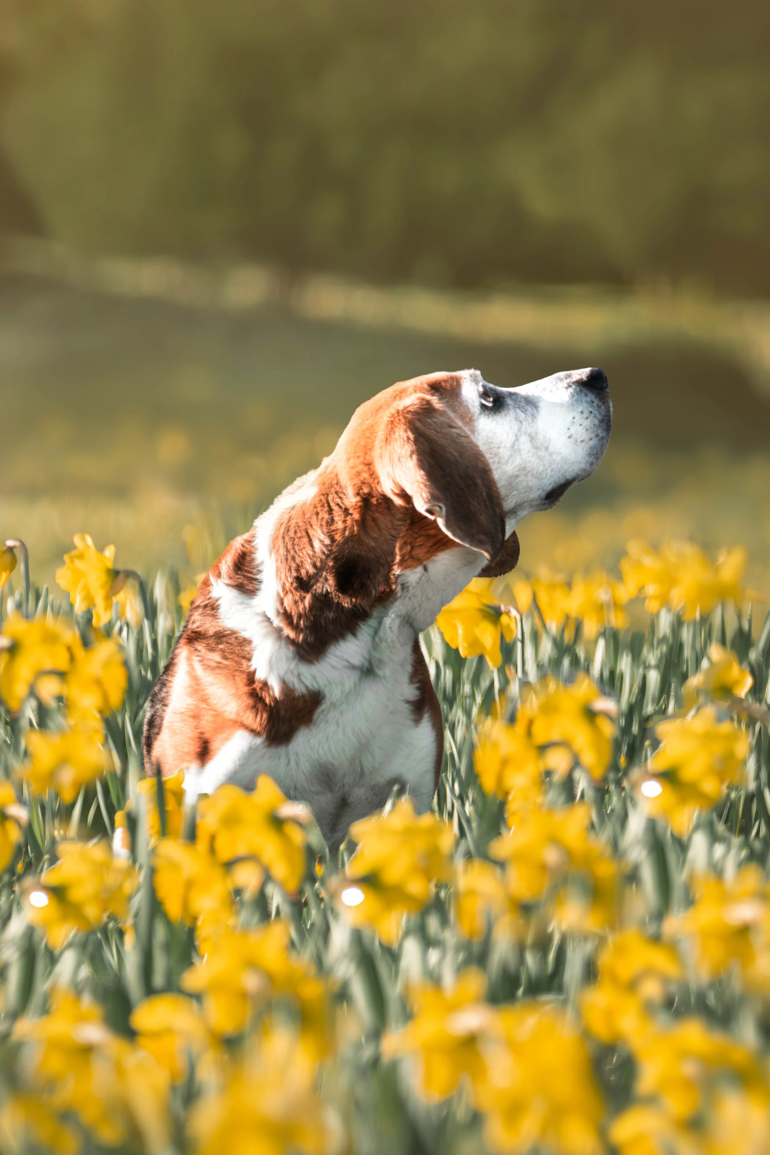 Chien dans les jonquilles au printemps — photographie animalière à Bruxelles, Marion David photographe