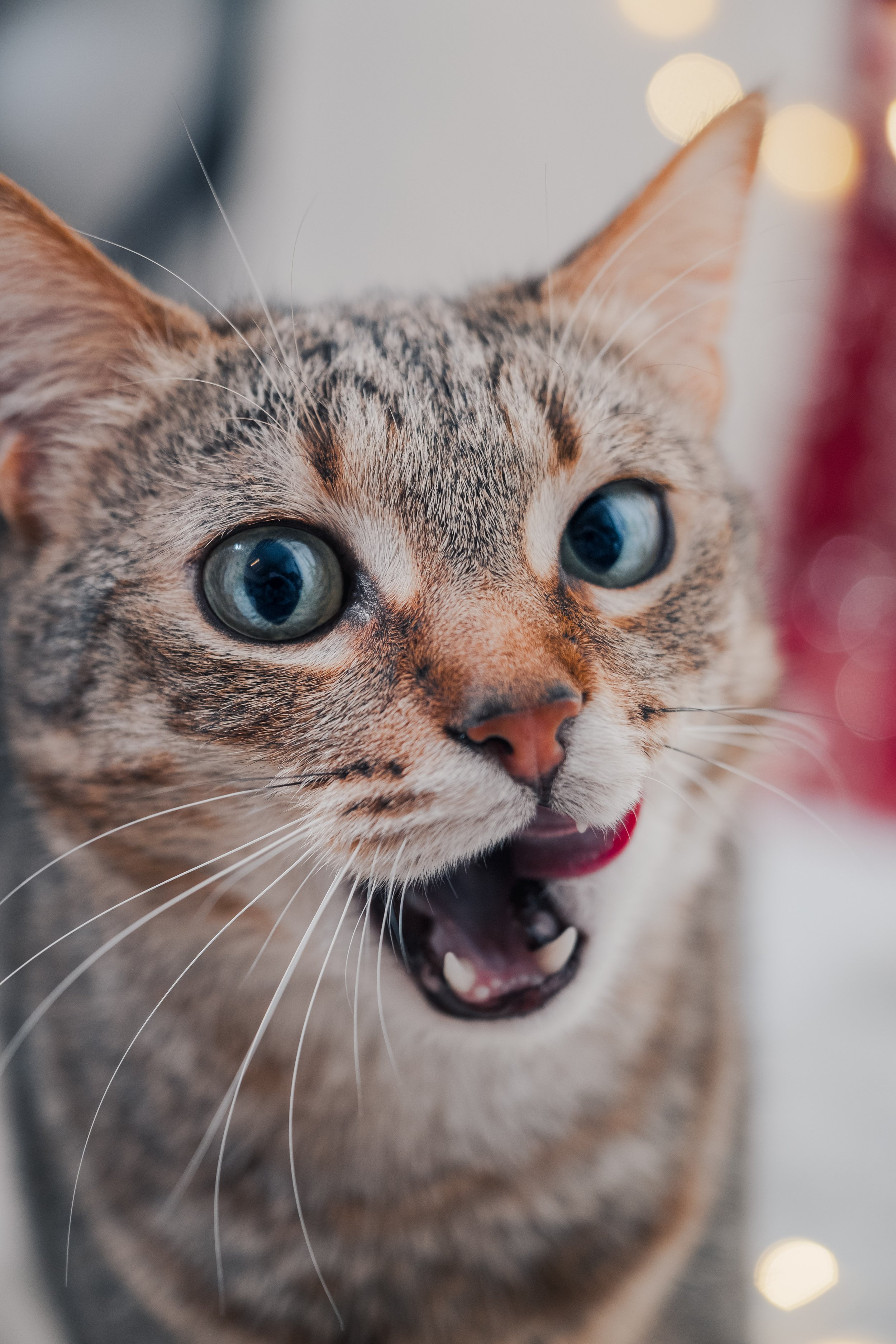 Chat tigré — séance photo animalière Découverte en Belgique, Marion David photographe