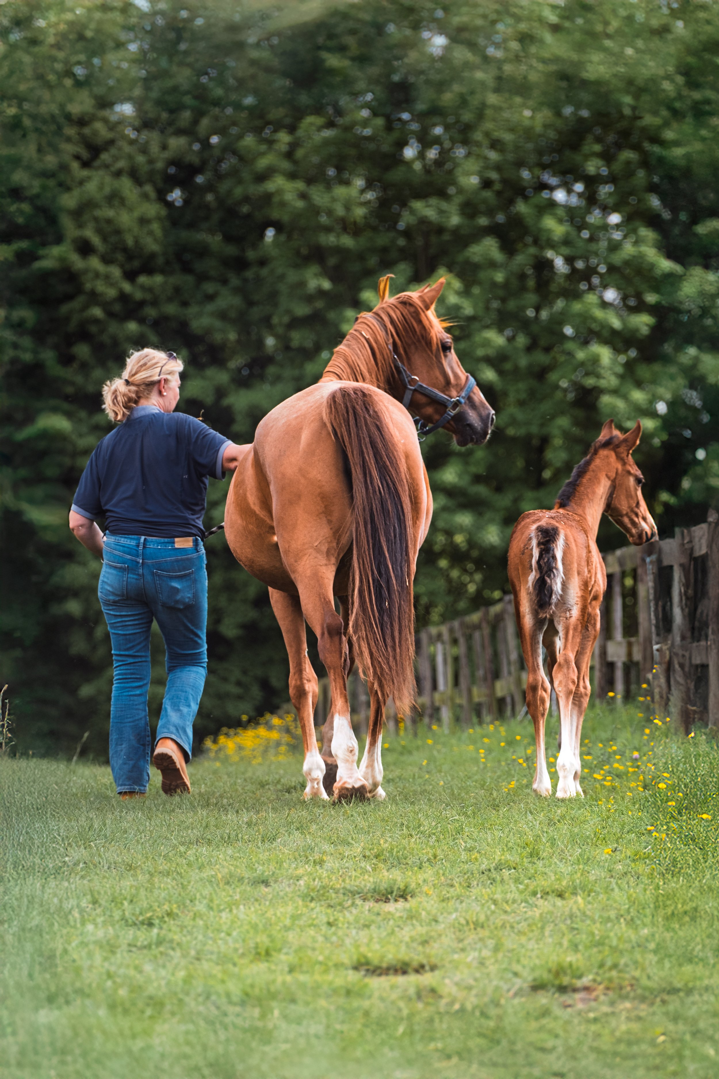 Cheval dans la nature — photographie équestre en Belgique, Marion David photographe