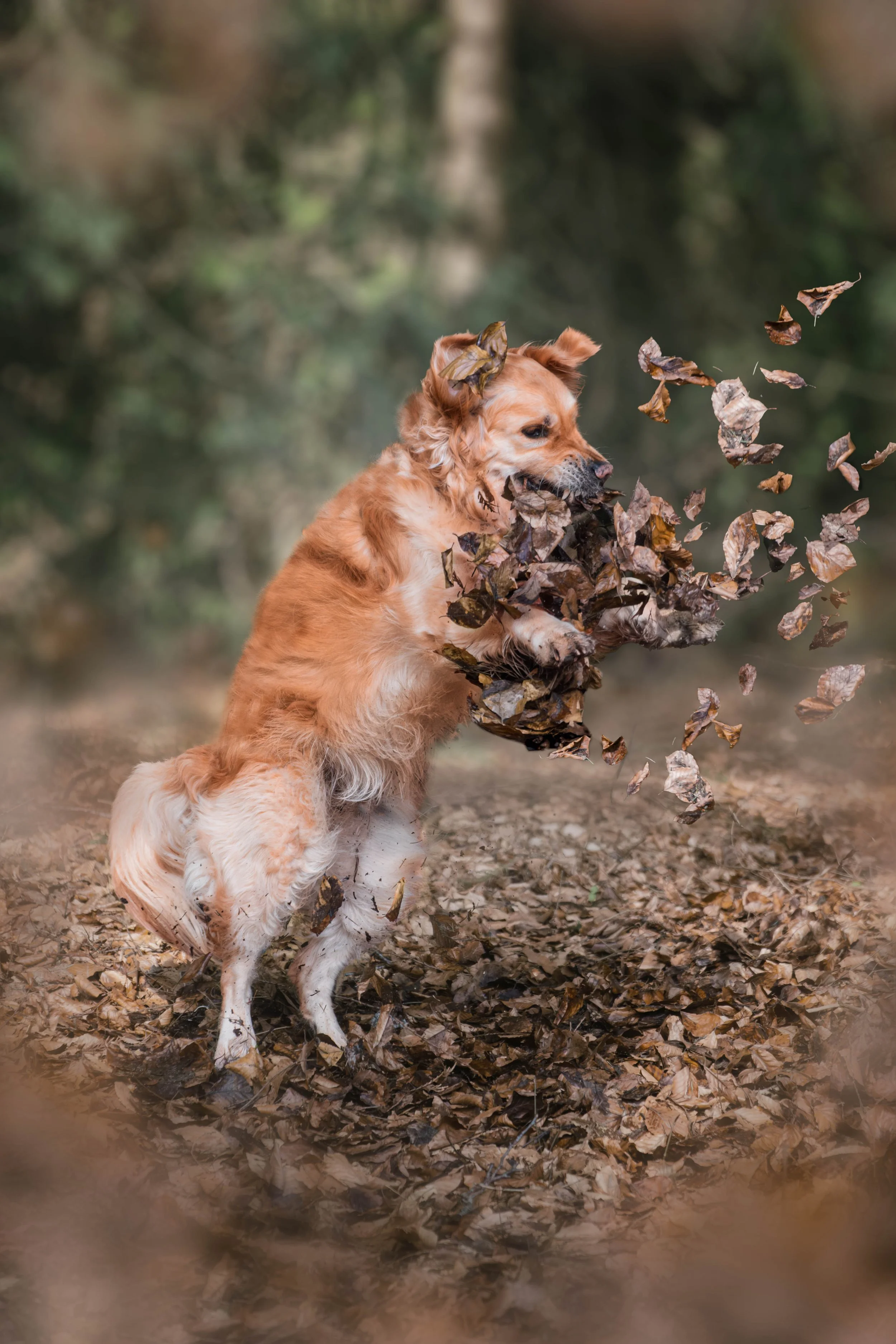 Chien dans les feuilles d'automne — séance photo animalière Immersion en Belgique, Marion David photographe