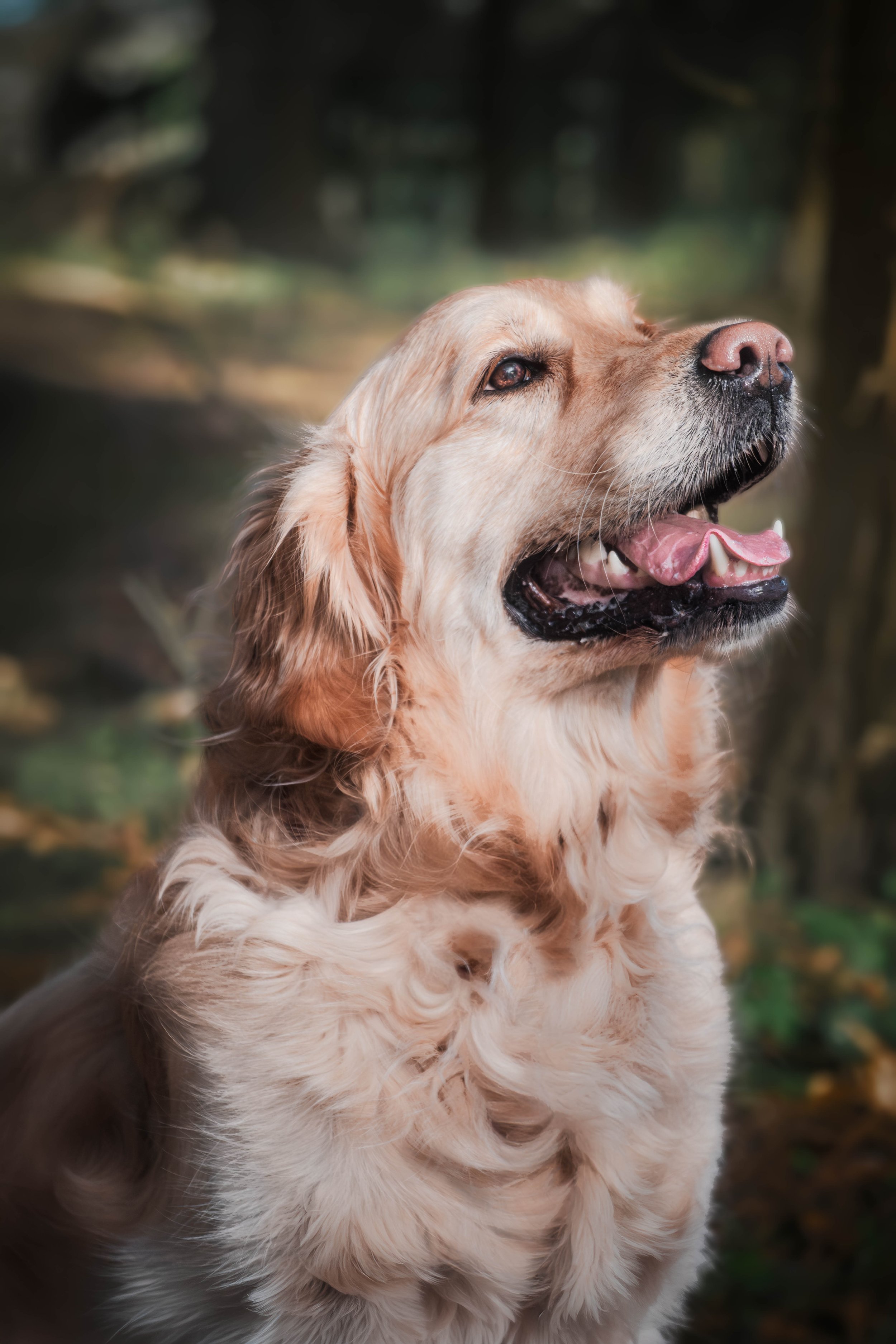 Thalia, jument — photographie animalière en Belgique, Marion David photographe