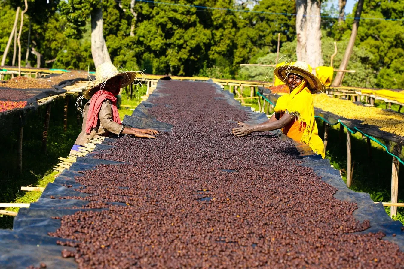 Two workers turning coffee cherry drying on long raised beds in the Ethiopian sun