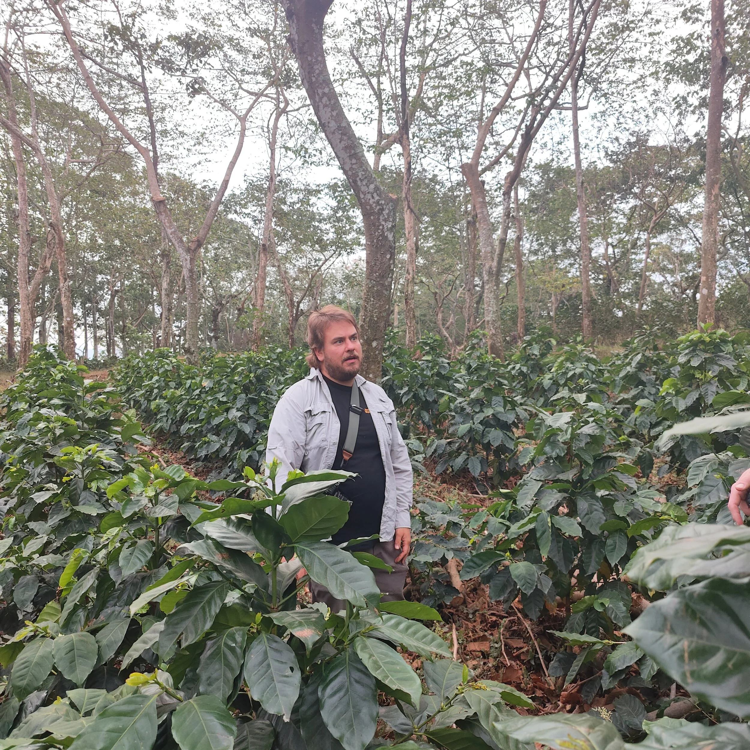 A worker raking rows of coffee parchment across a large drying patio at the mill