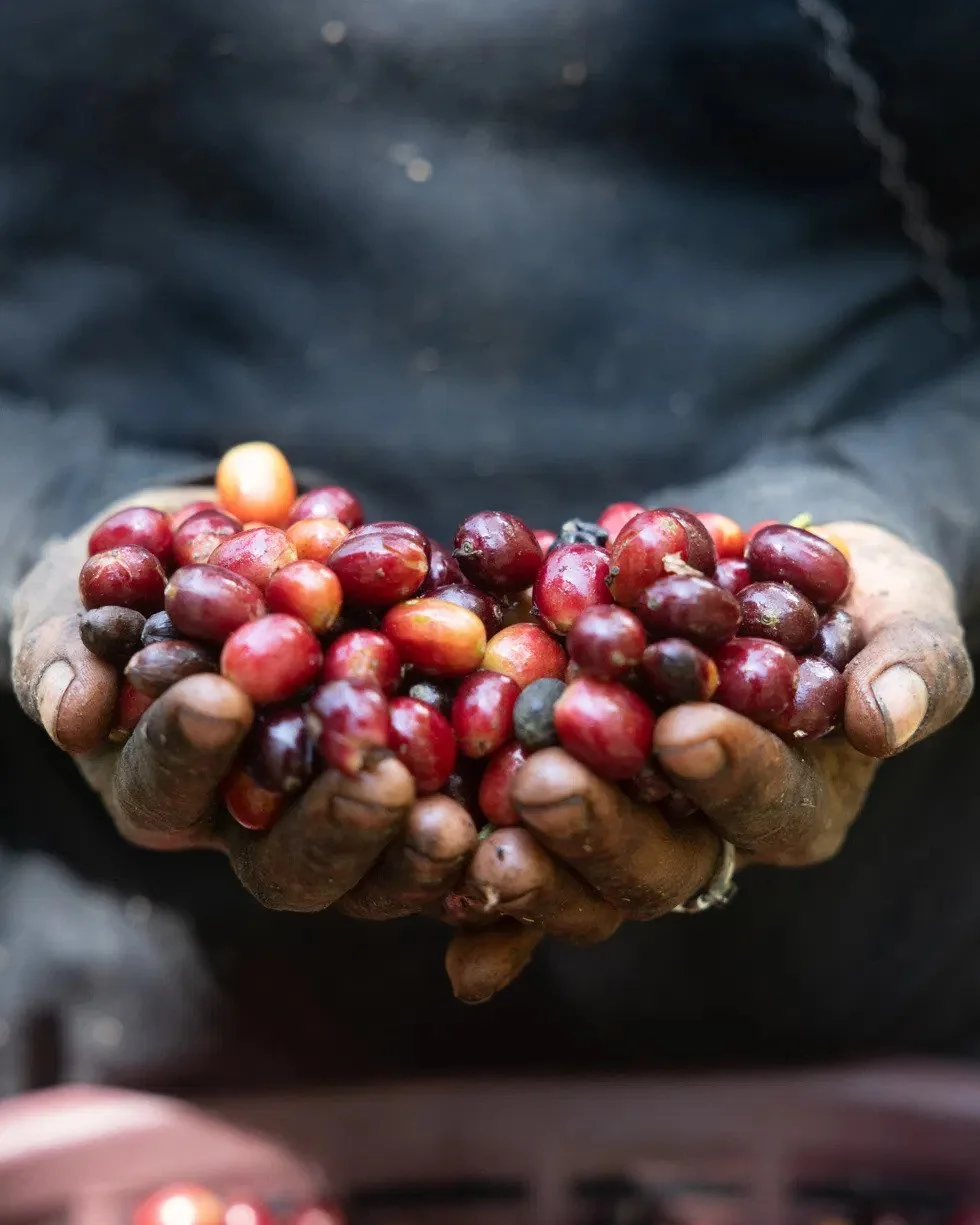 A pair of hands cupping a pile of freshly picked red coffee cherry