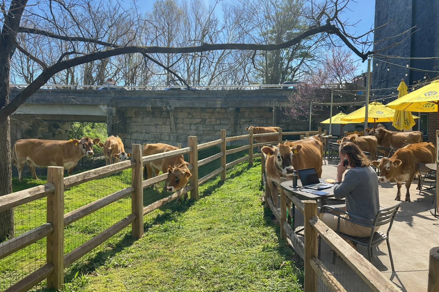 Vienna Dairy wide pasture