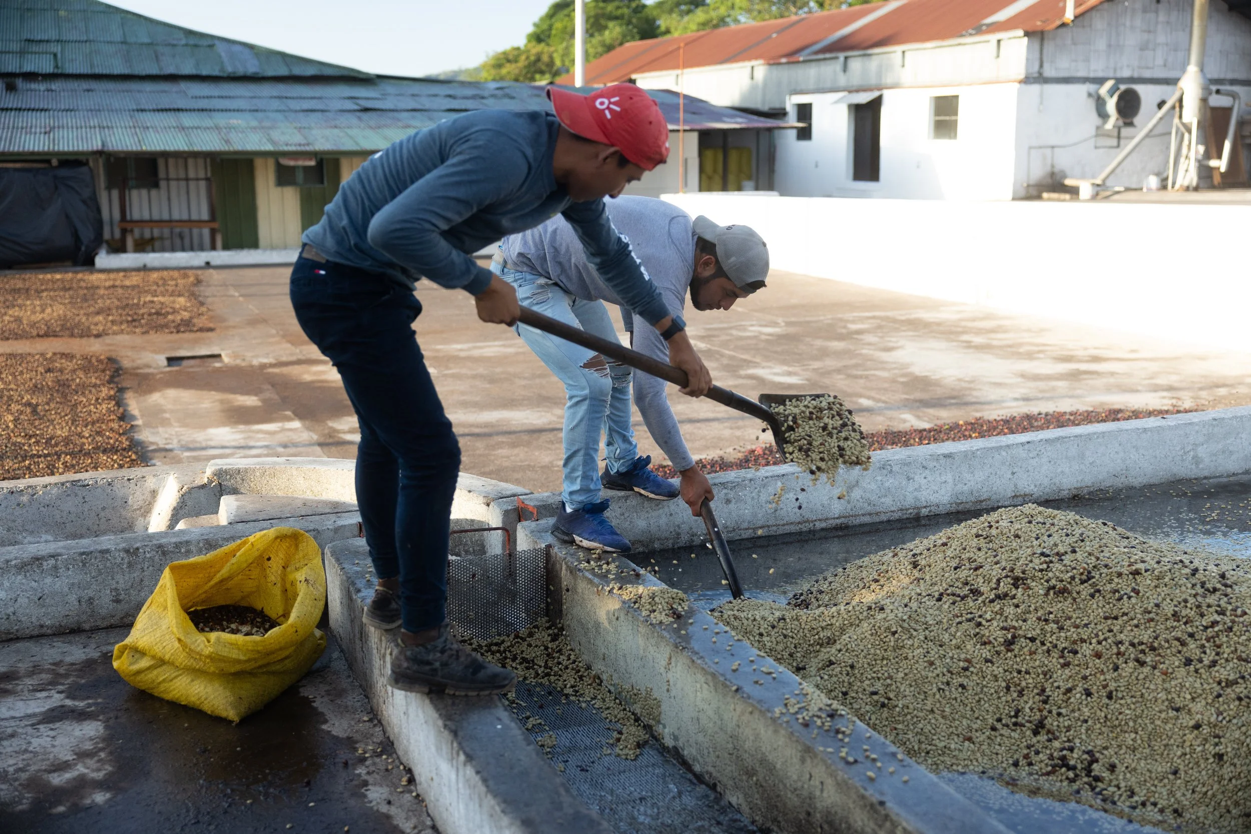 Two workers moving wet coffee parchment through the washing channels at a Guatemalan wet mill
