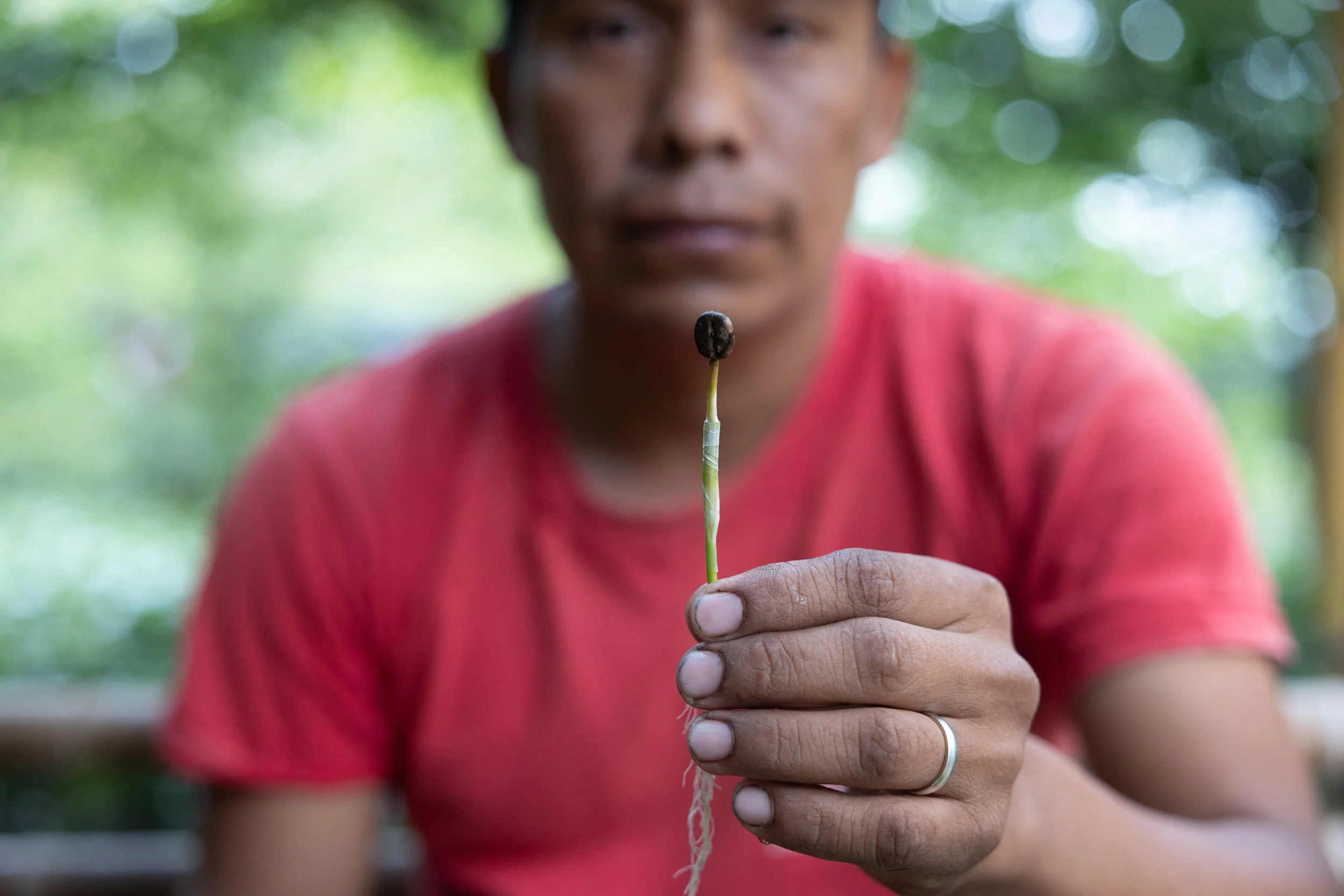 A producer holding up a germinated coffee seedling, roots and bean still attached