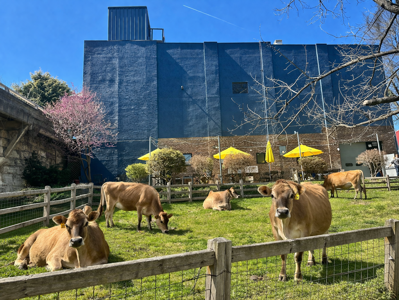 Vienna Dairy cows in back area