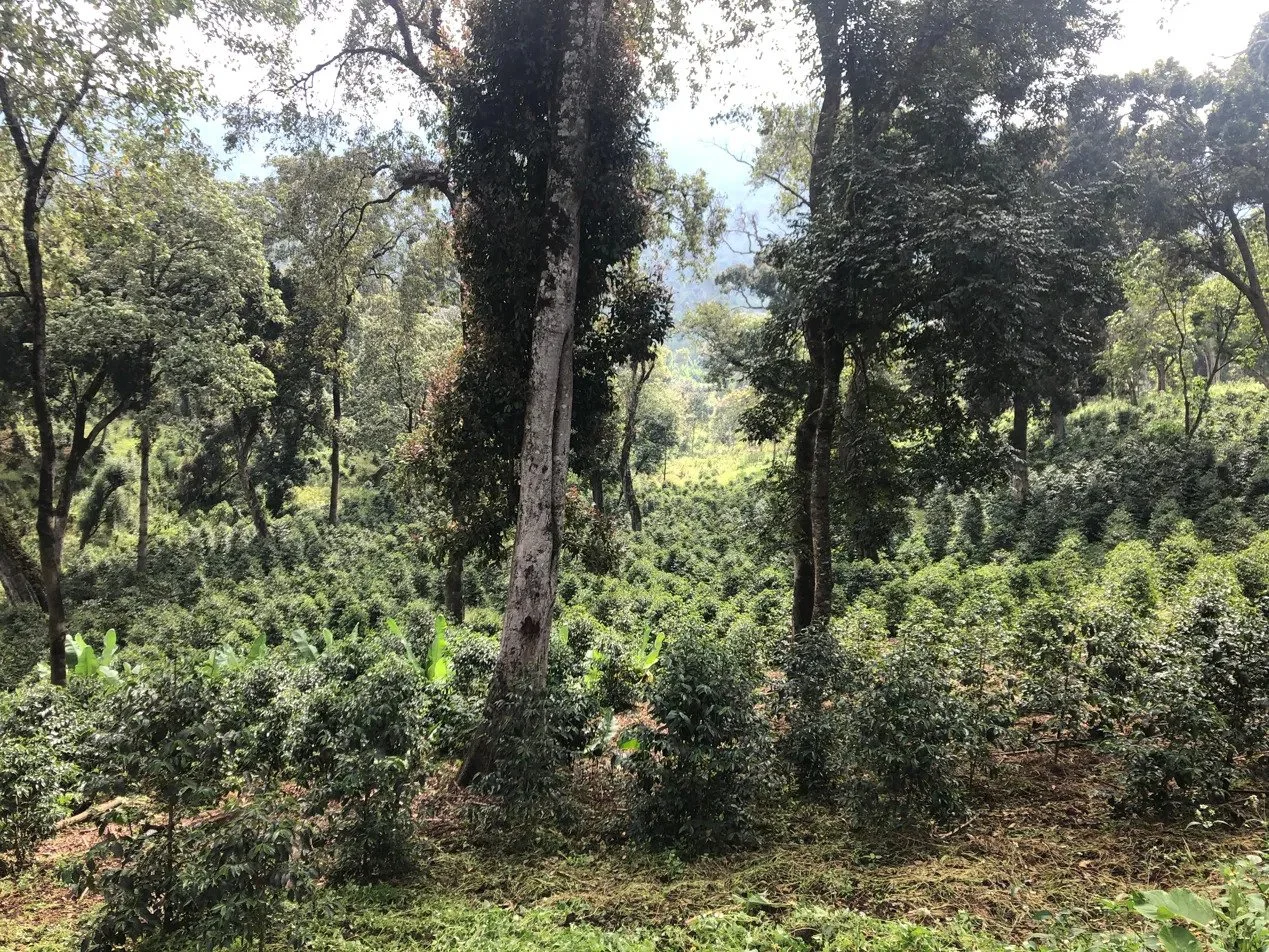 Coffee growing under tall shade trees on a hillside in Sidama, Ethiopia