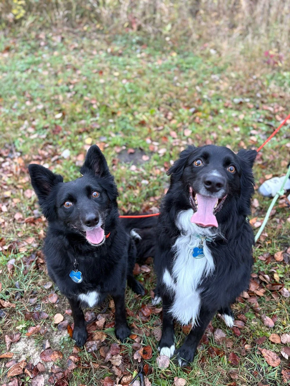 Indy and Rev